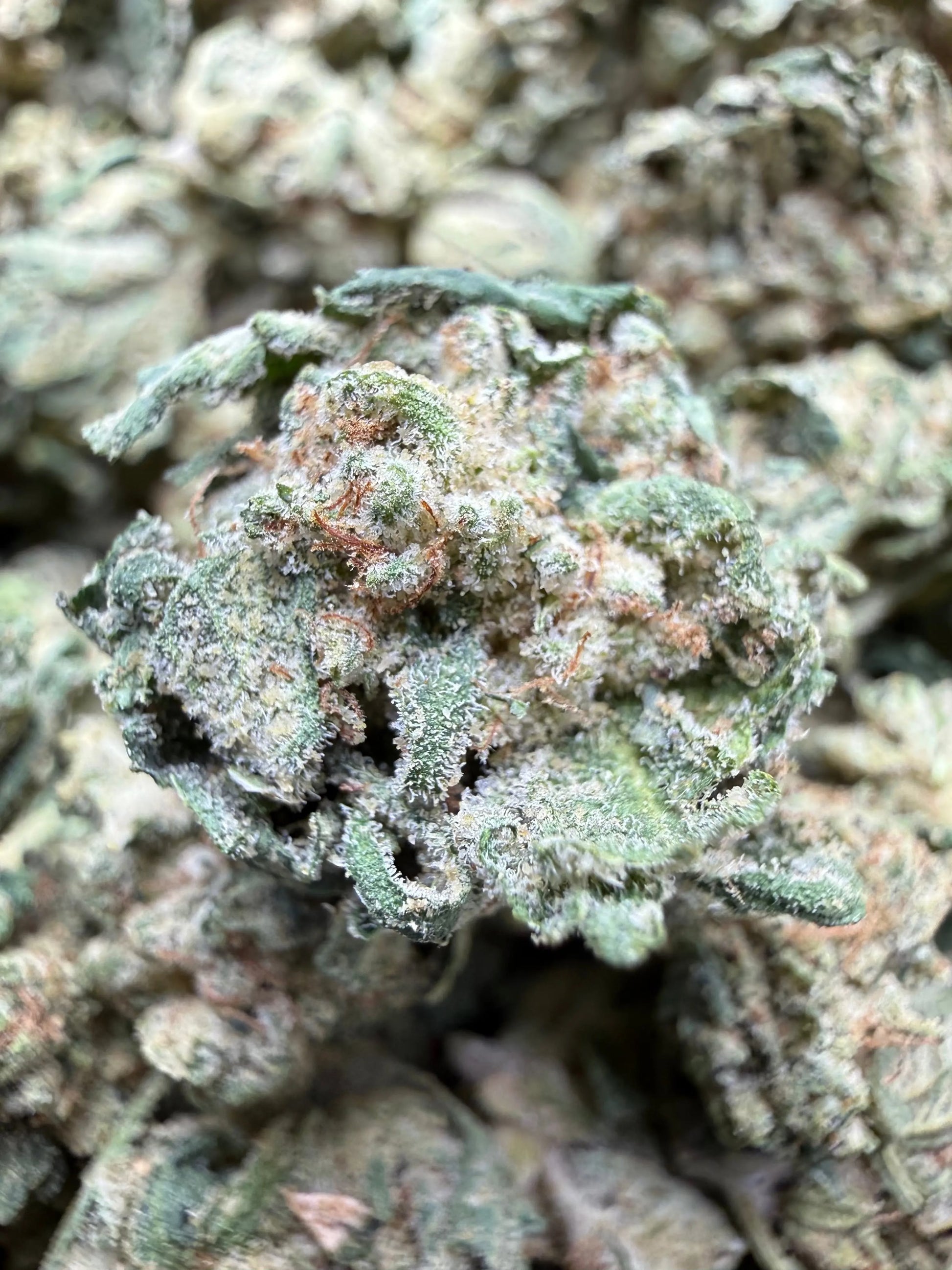 1 Pound - LA Push Pops THCA Strain (Smalls) Frisco Labs