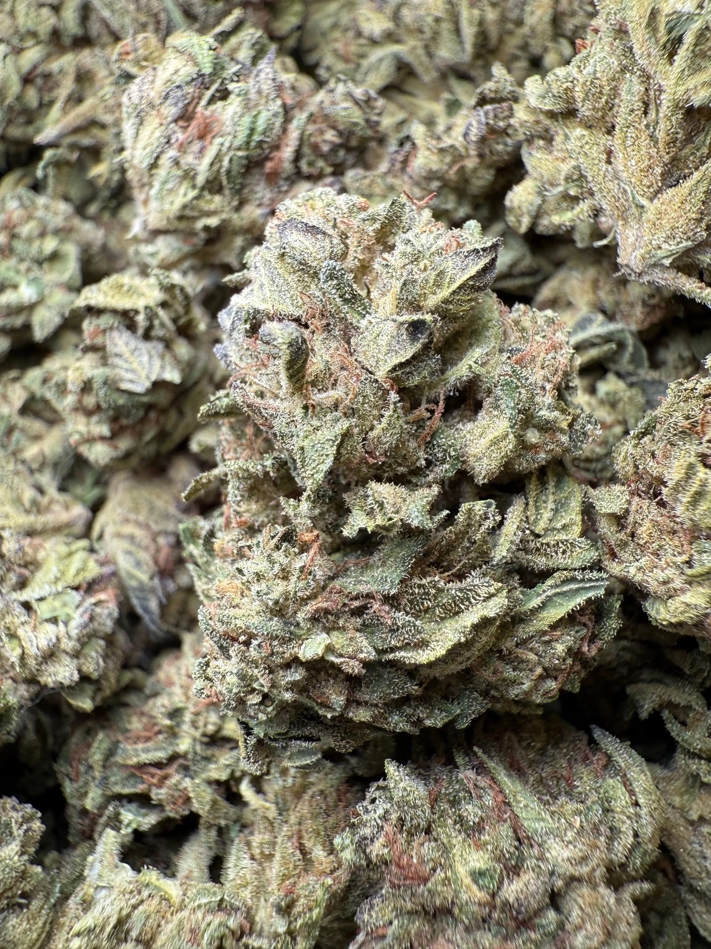 1 Pound - Lemon Cherry Gelato X Wedding Cake THCA Frisco Labs