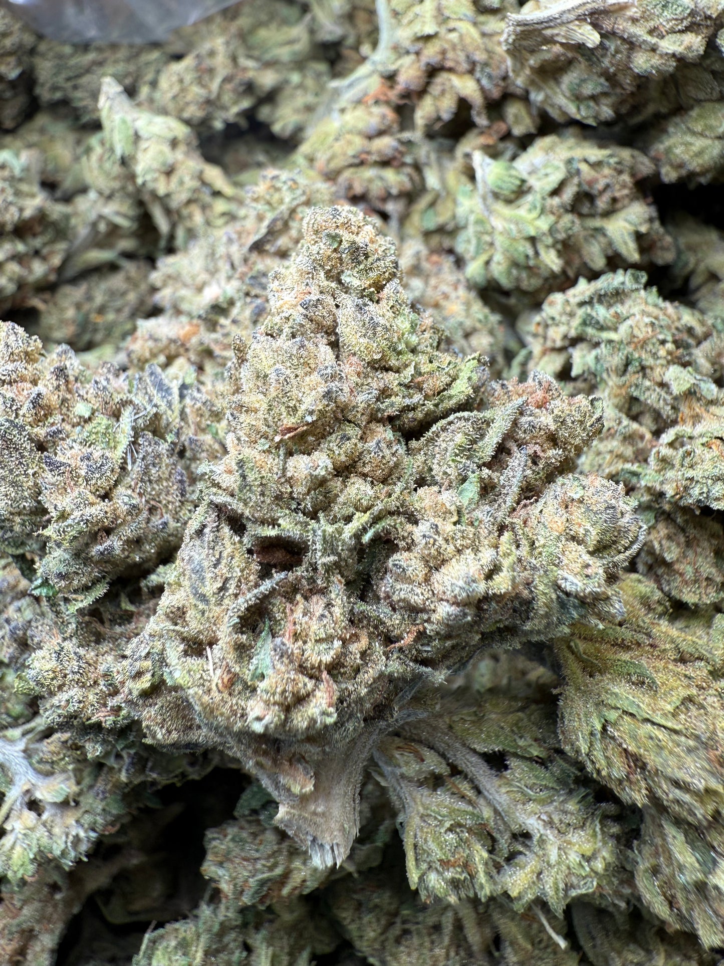 1 Pound - Mac n' Cookies THCA Strain FL Fulfillment Center