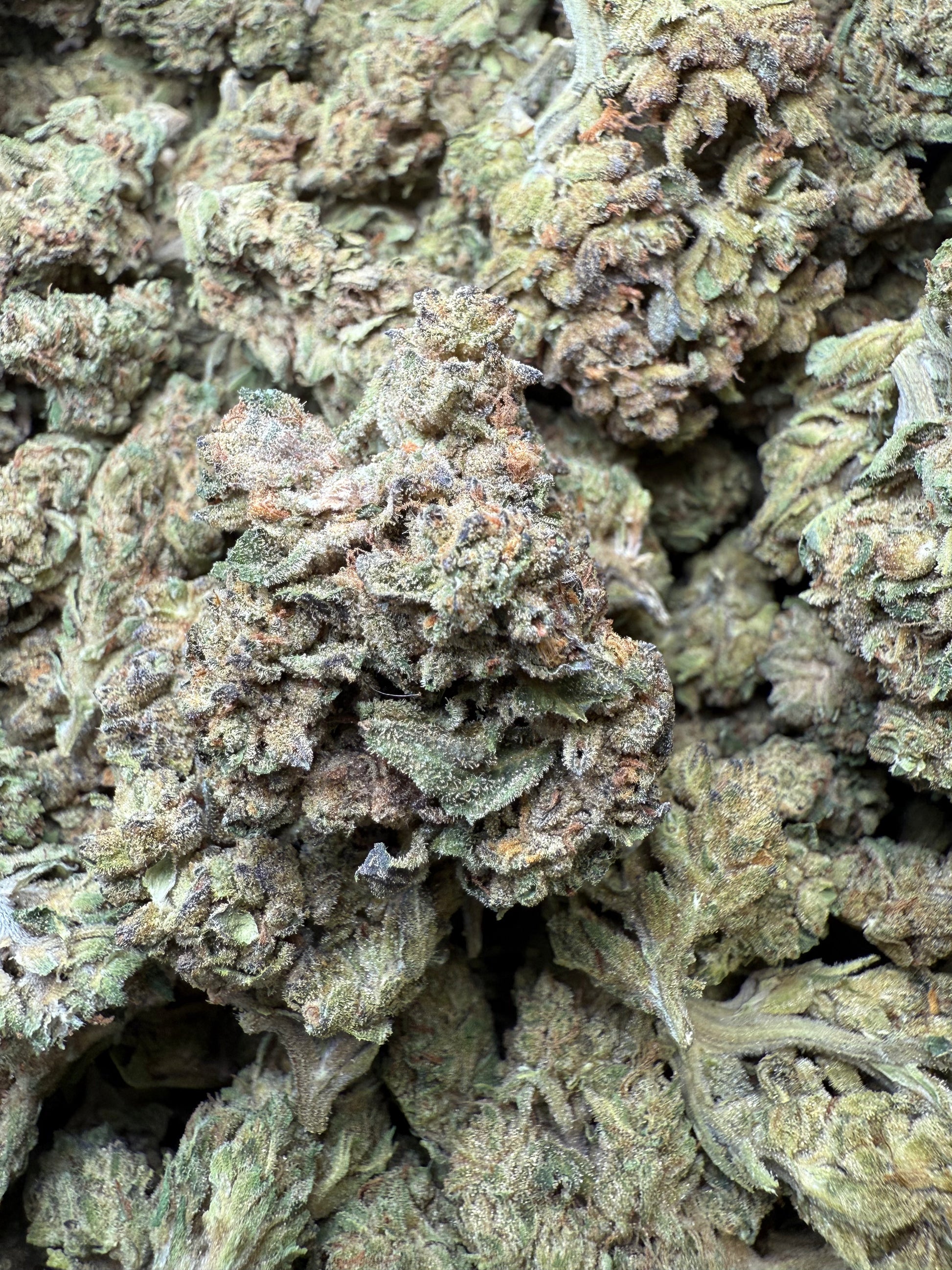 1 Pound - Mac n' Cookies THCA Strain FL Fulfillment Center