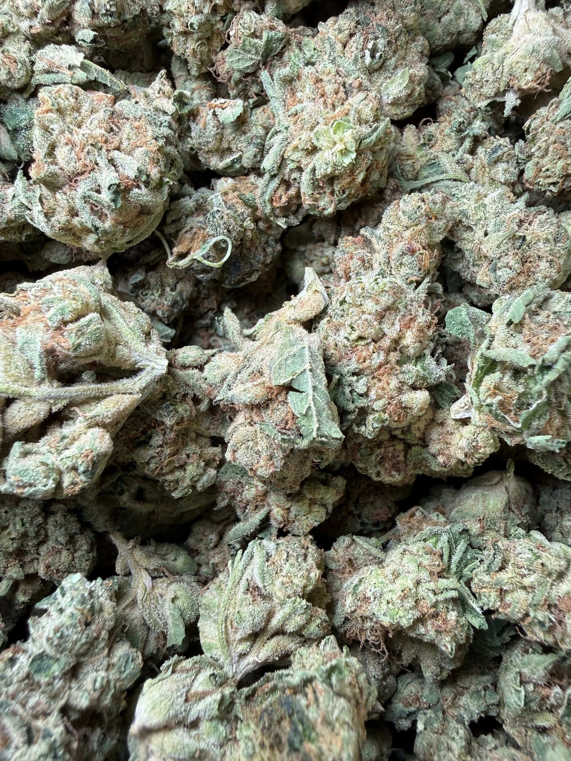 1 Pound -  Melted Banana Berry Strain Frisco Labs