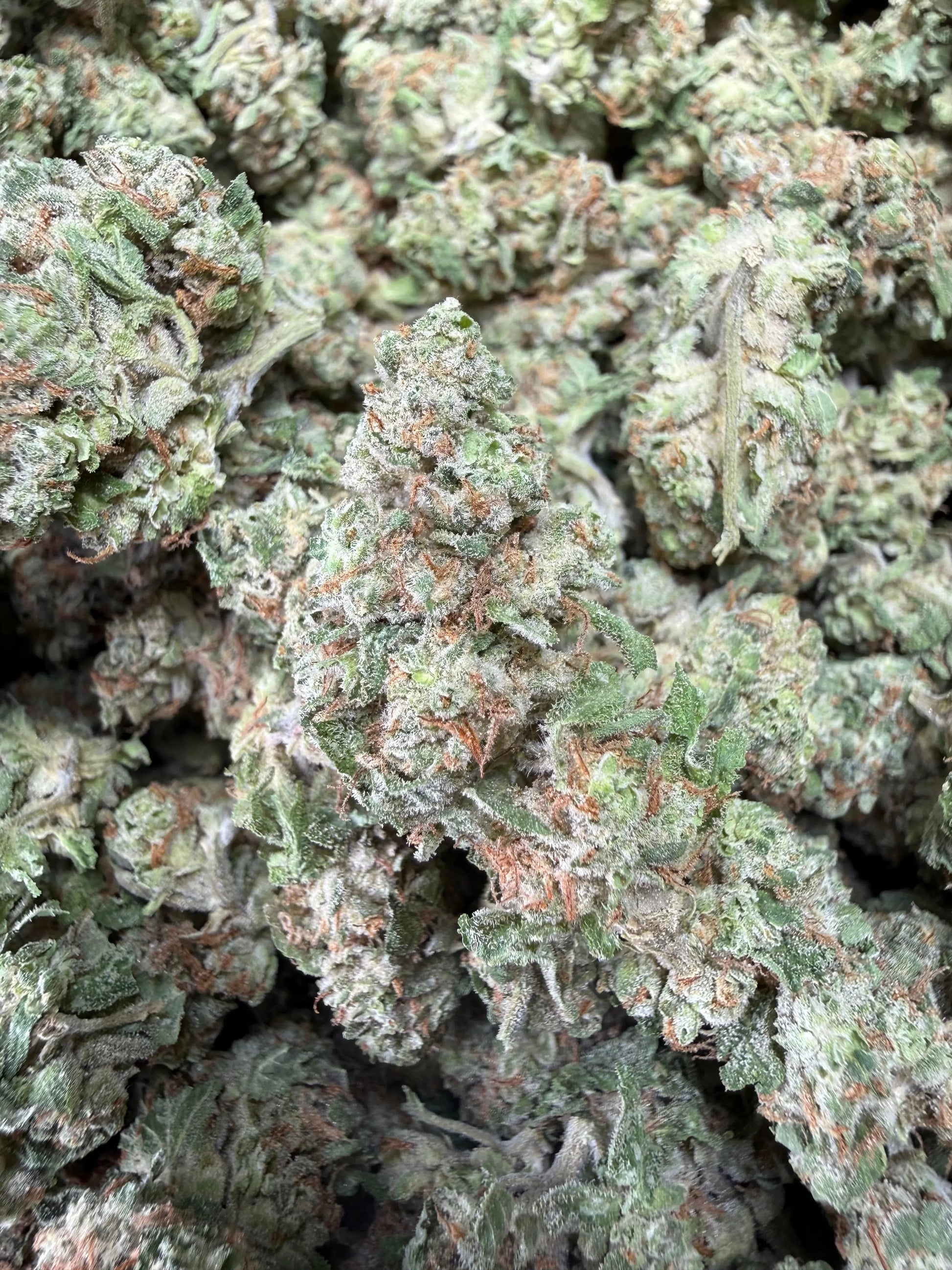 1 Pound -  Midnight Fuel THCA Strain Frisco Labs