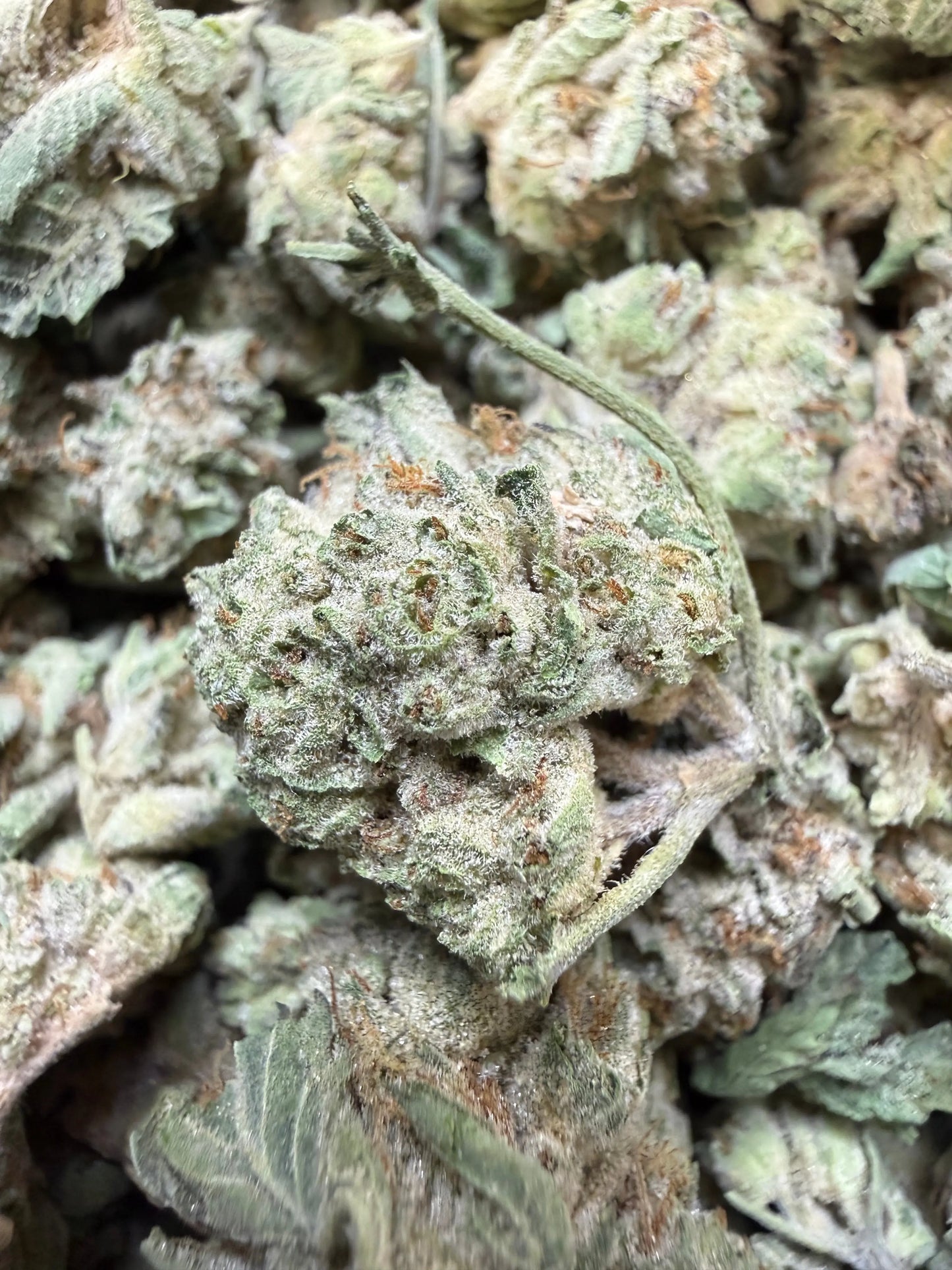 1 Pound - Milky Bread THCA Strain (Small) Frisco Labs