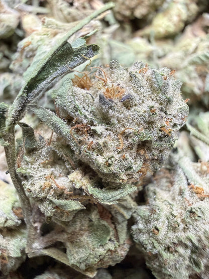 1 Pound - Milky Bread THCA Strain (Small) Frisco Labs