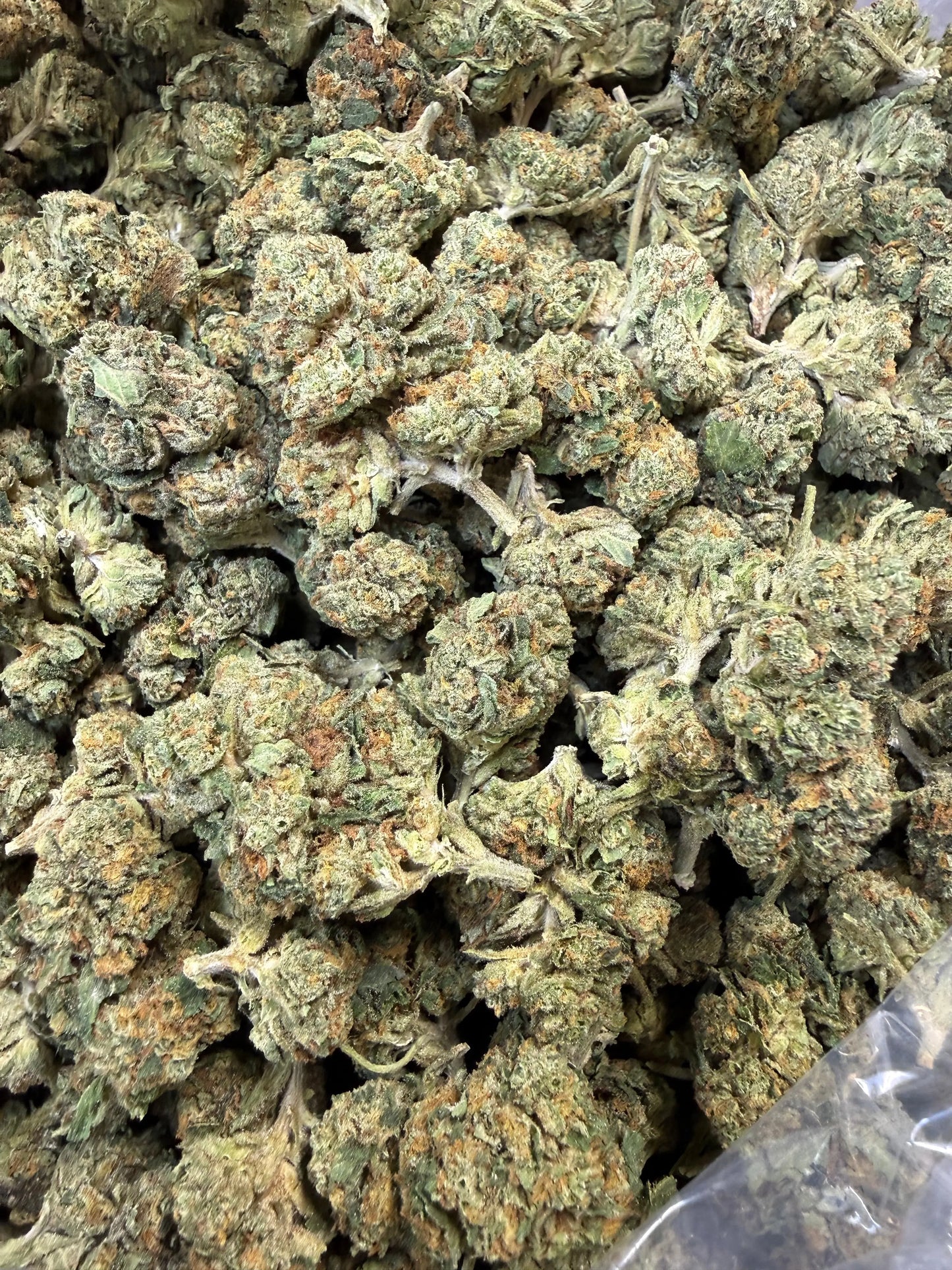 1 Pound - Obama Runtz THCA Strain Frisco Labs