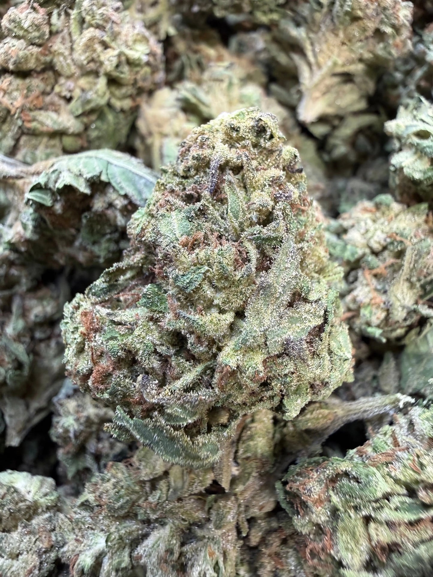 1 Pound - Pink Roze THCA Strain Frisco Labs