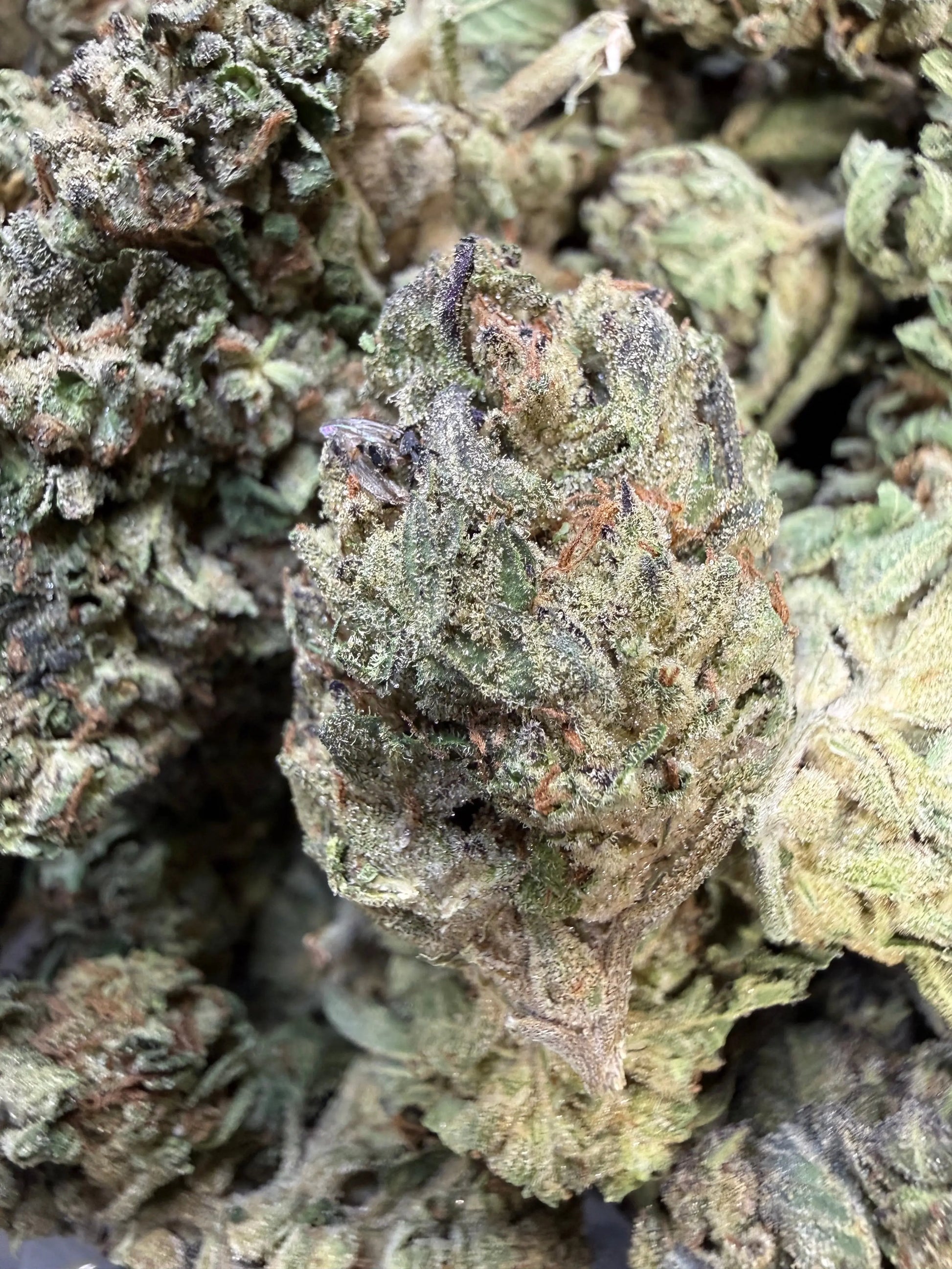 1 Pound - Pink Roze THCA Strain Frisco Labs