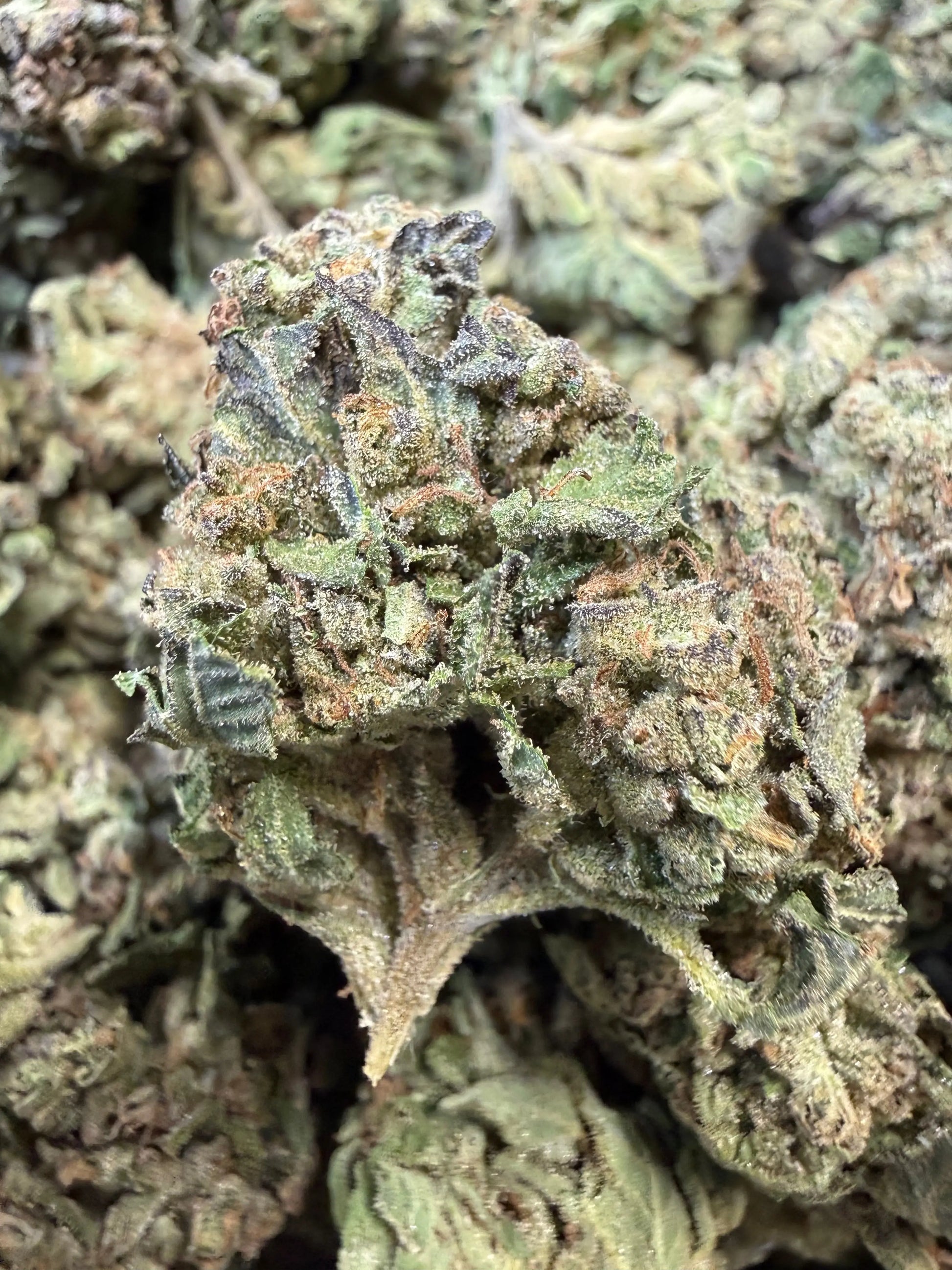 1 Pound - Pink Roze THCA Strain Frisco Labs