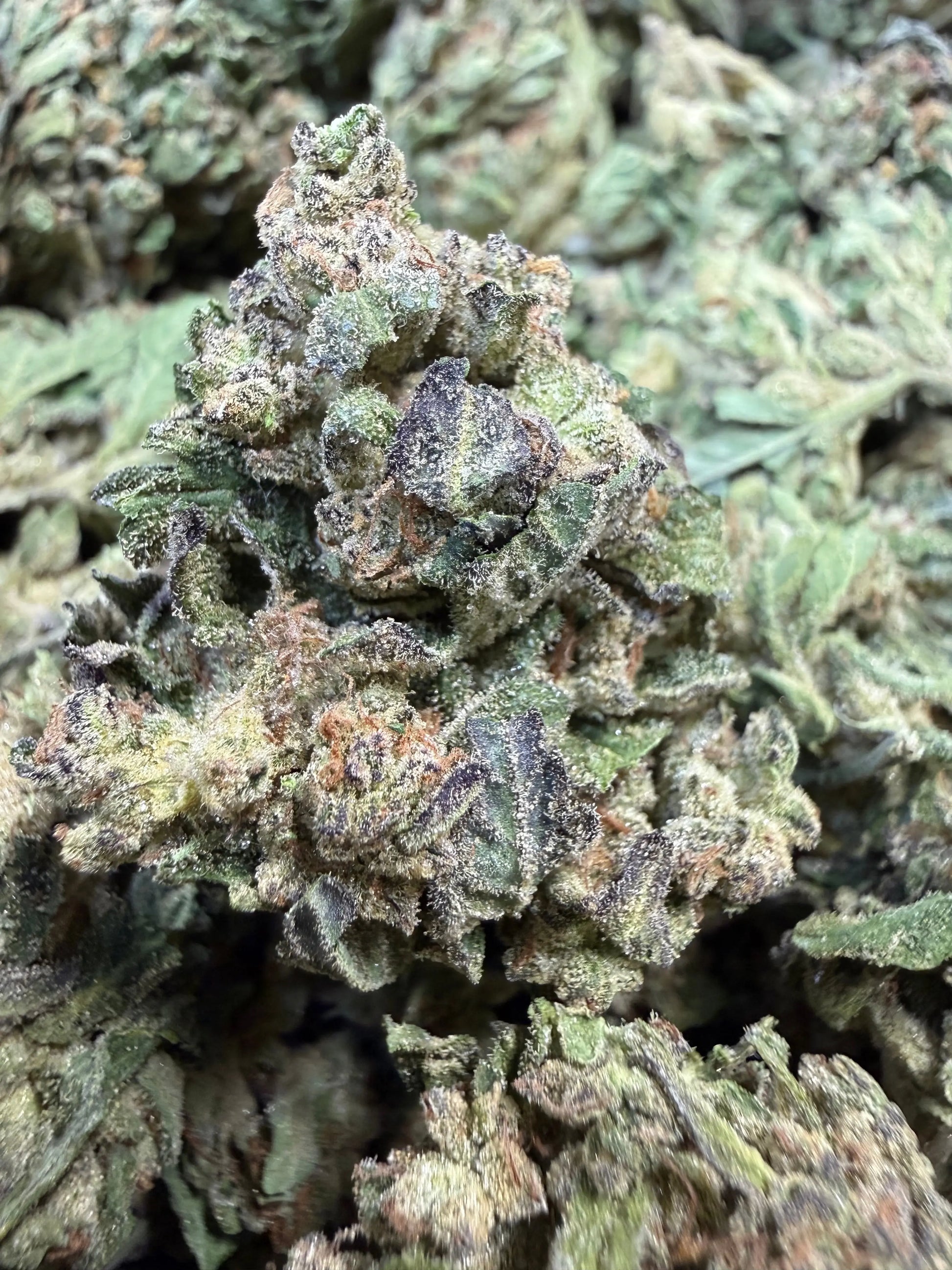 1 Pound - Pink Roze THCA Strain Frisco Labs