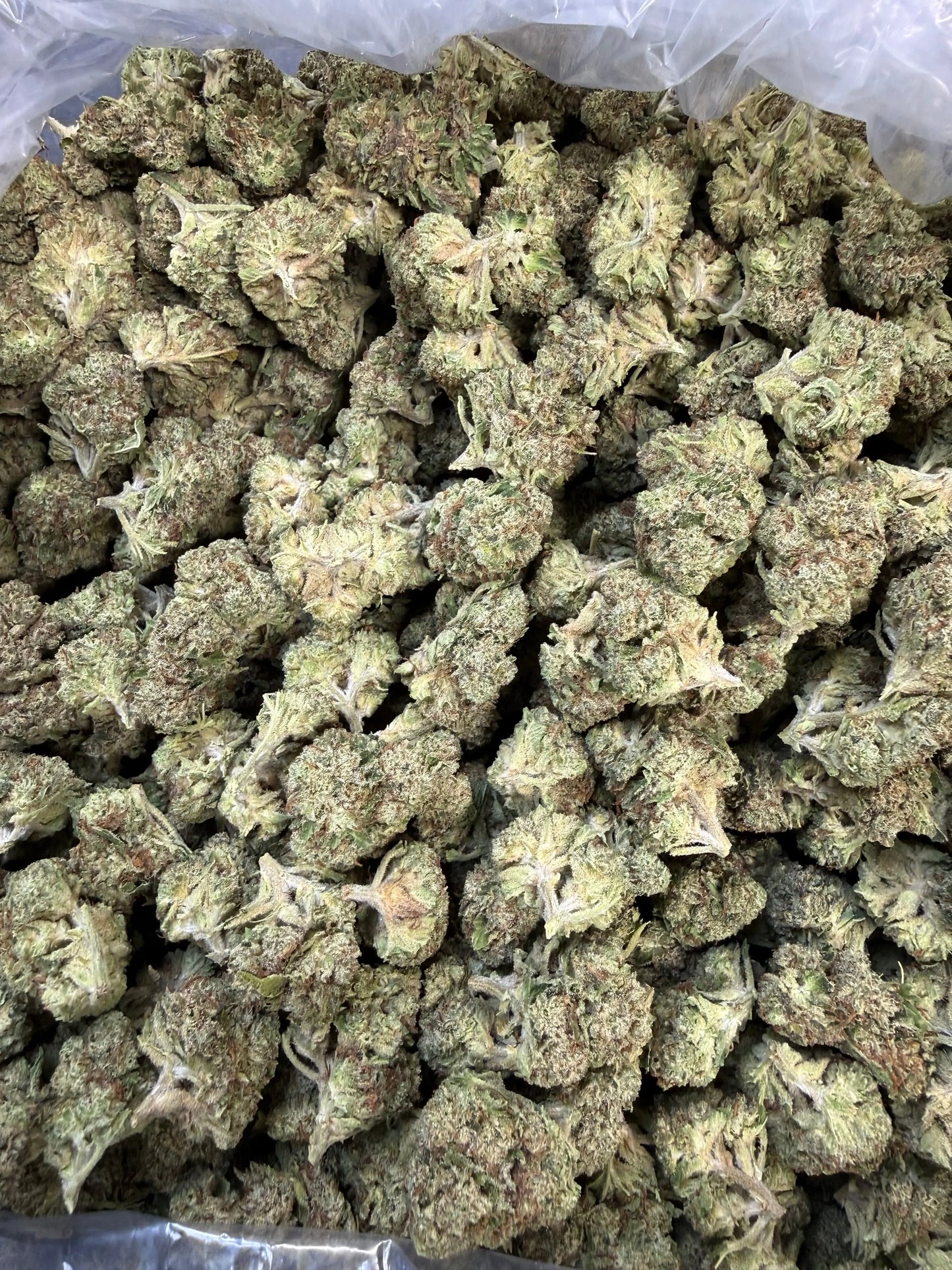 1 Pound Pistachio Creme THCA FL Fulfillment Center