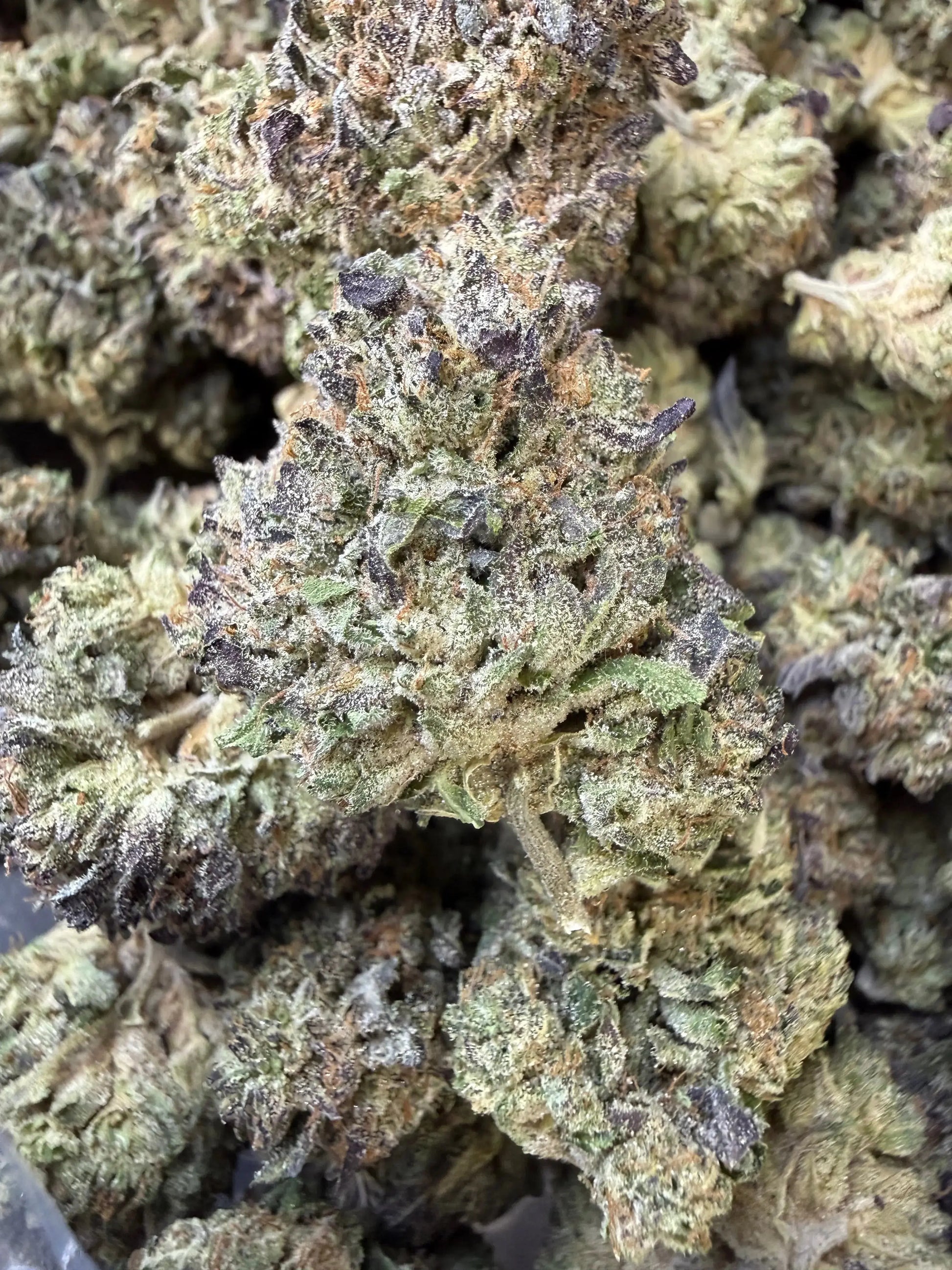 1 Pound - Purple Cream THCA Strain Frisco Labs