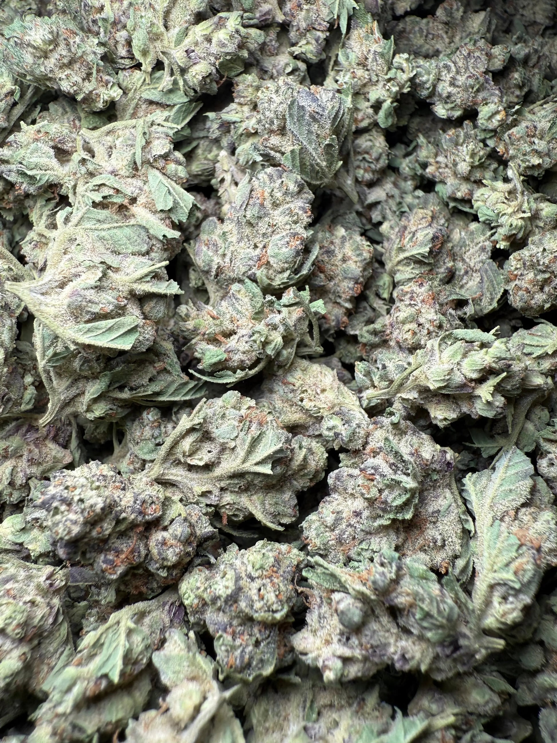 1 Pound - Purple Haze THCA Strain (Small) Frisco Labs