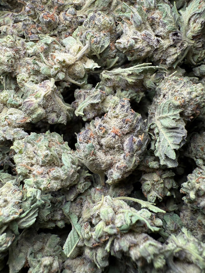 1 Pound - Purple Haze THCA Strain (Small) Frisco Labs