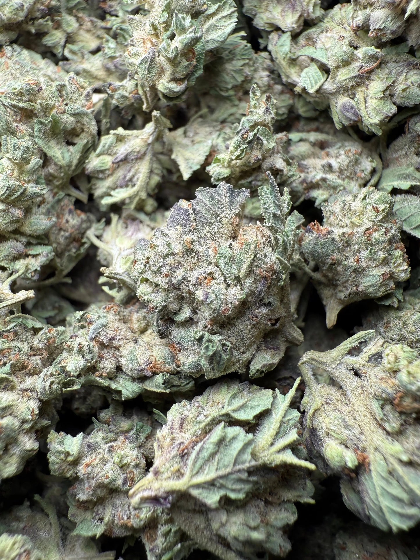 1 Pound - Purple Haze THCA Strain (Small) Frisco Labs