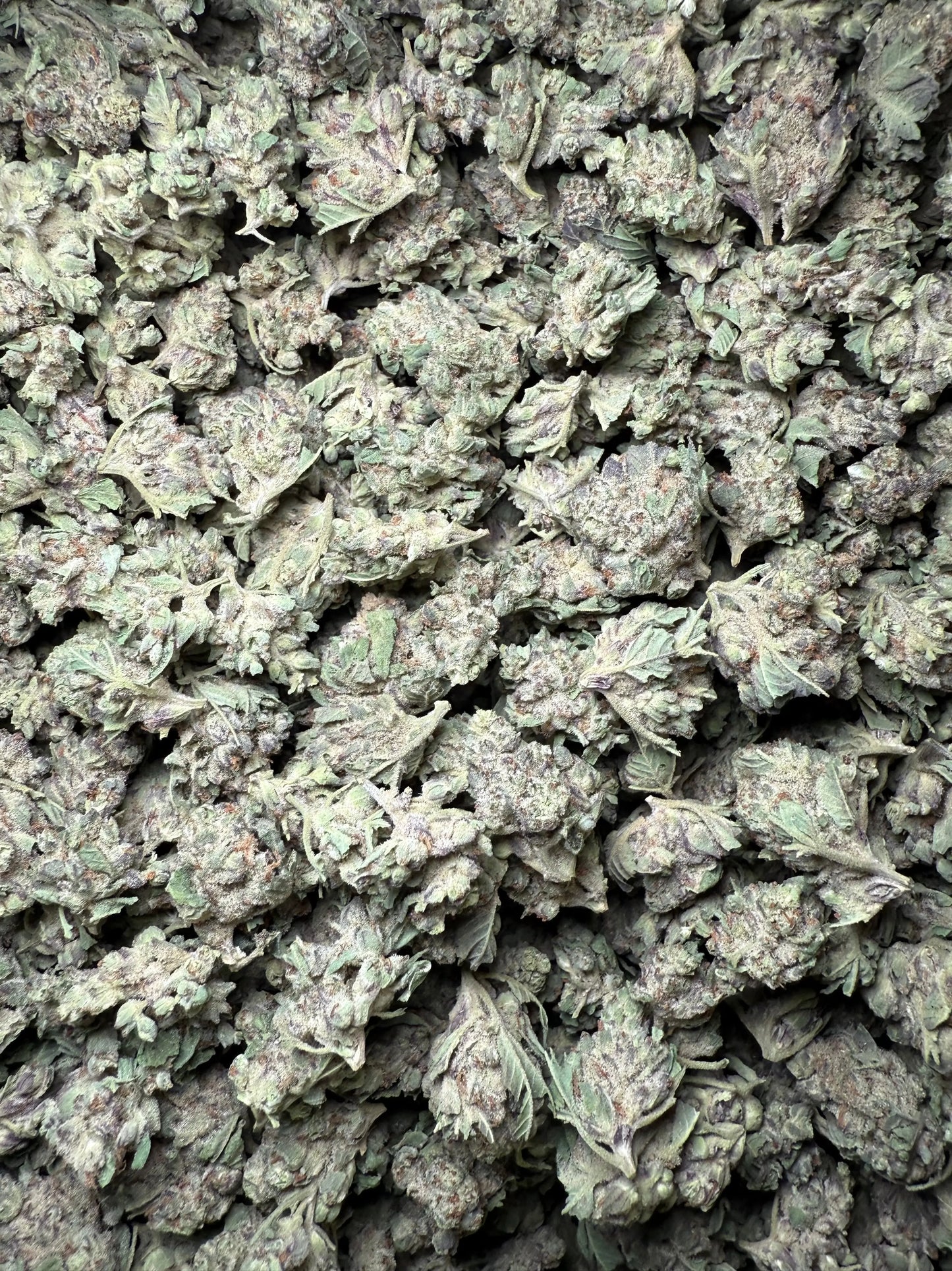 1 Pound - Purple Haze THCA Strain (Small) Frisco Labs