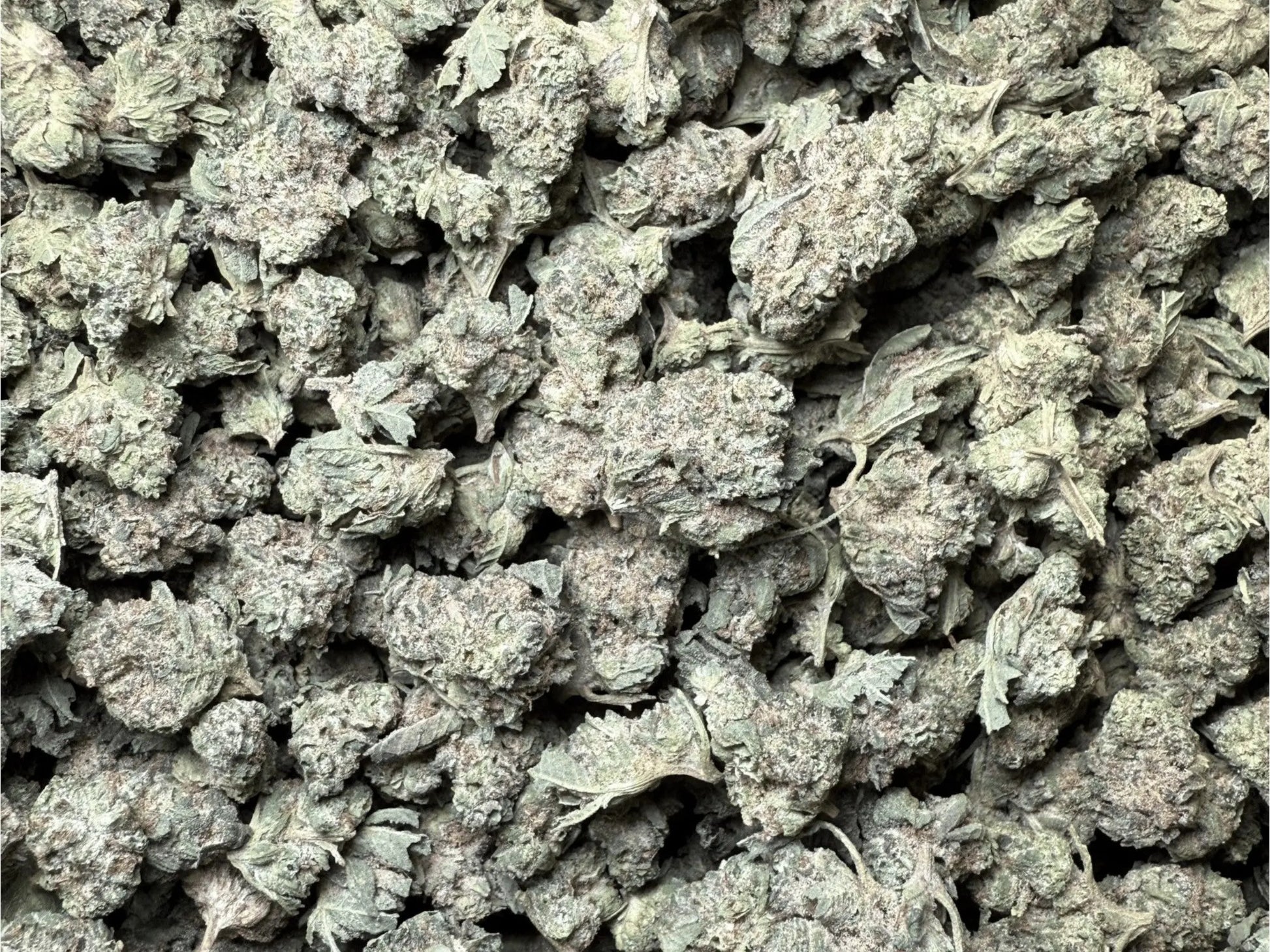 1 Pound - Sherbet THCA Strain (Smalls) Frisco Labs