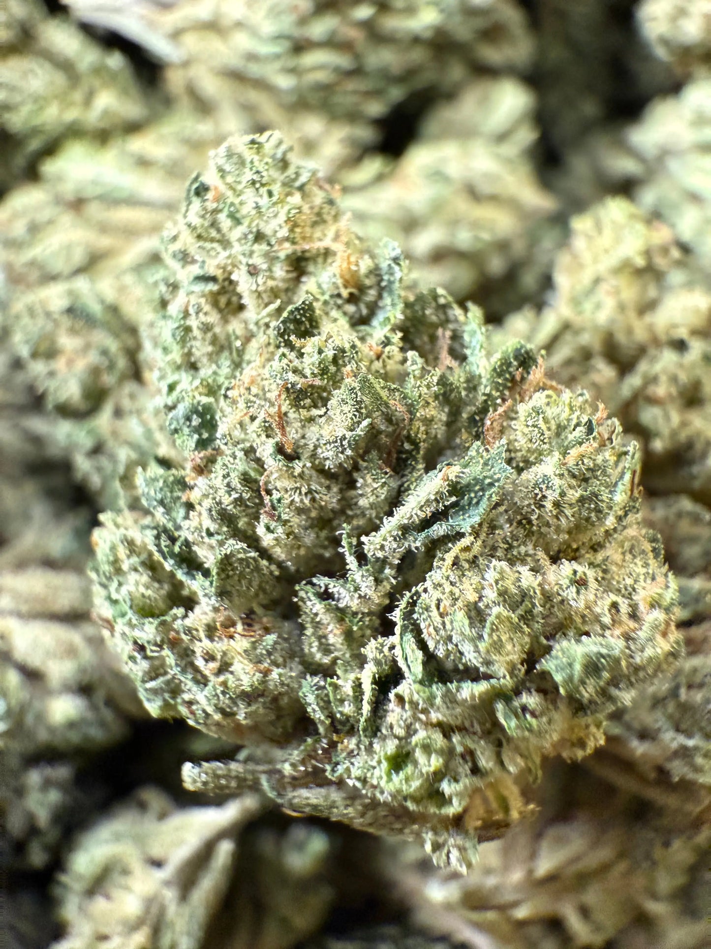 1 Pound - Sour Cheezel THCA Frisco Labs