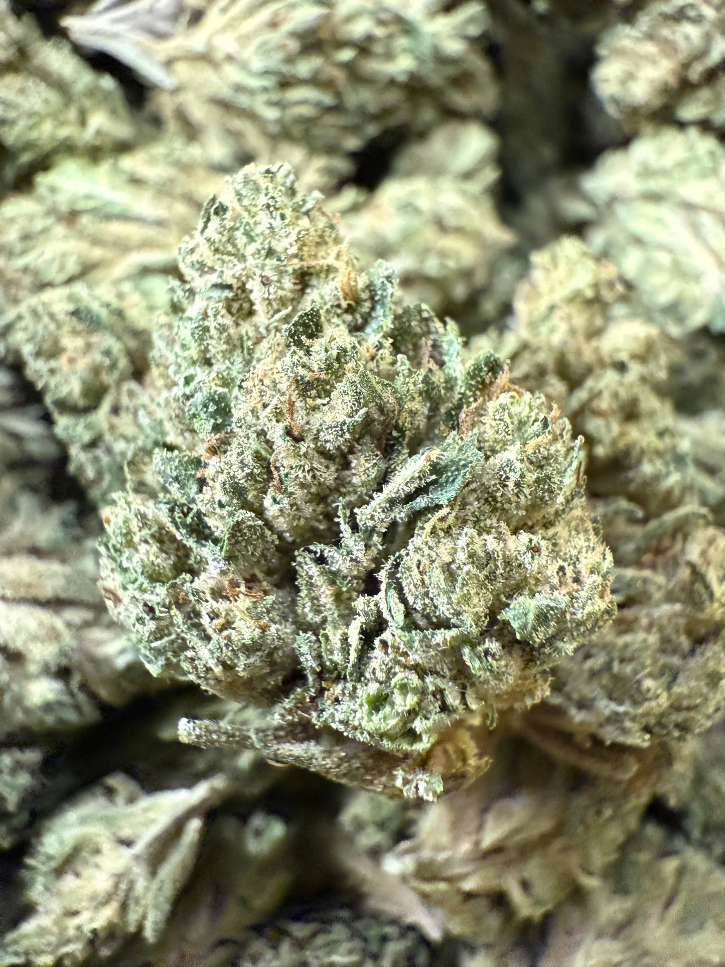 1 Pound - Sour Cheezel THCA Frisco Labs