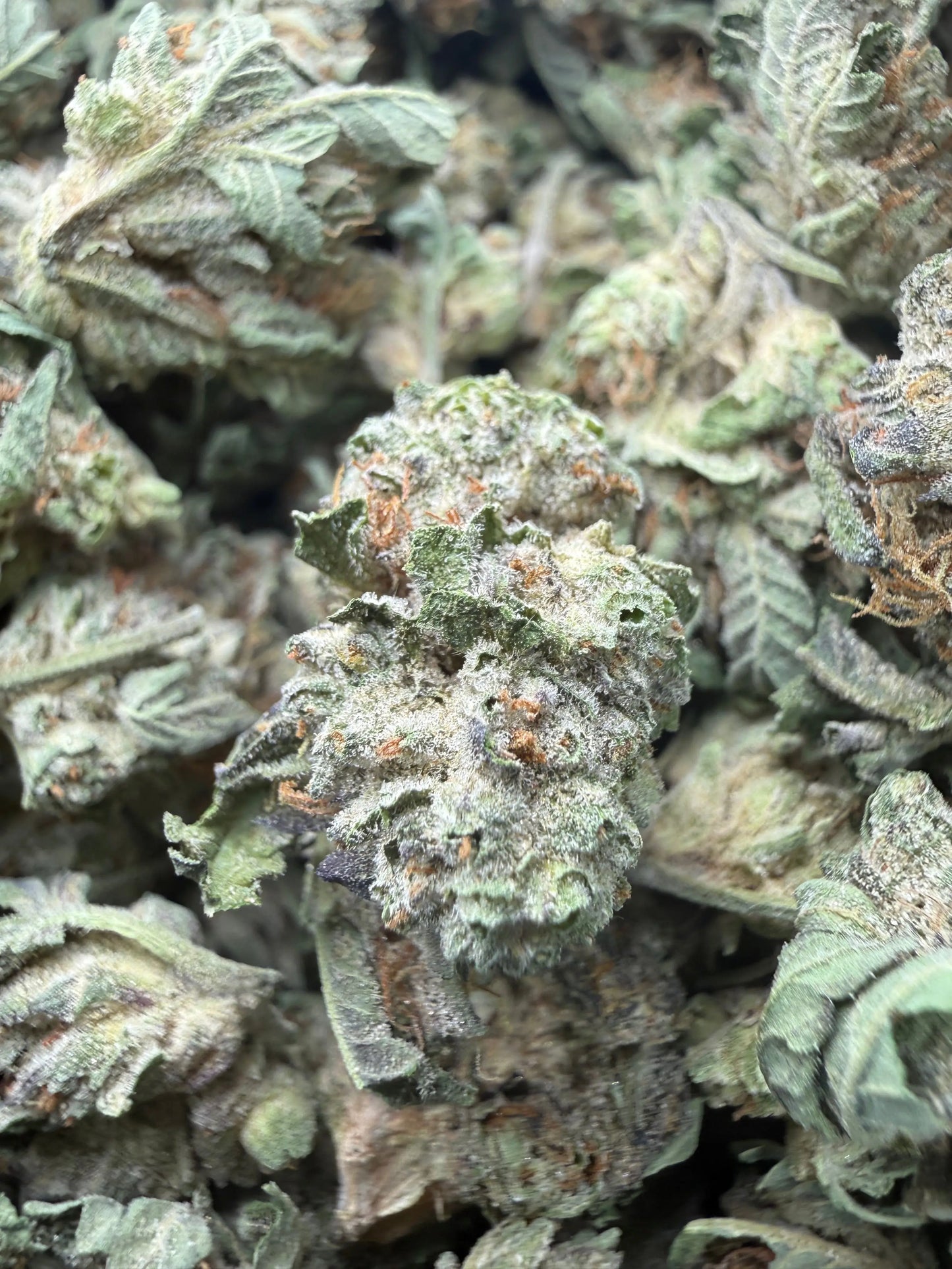 1 Pound - Triangle Mints #23 THCA Strain (Small) Frisco Labs