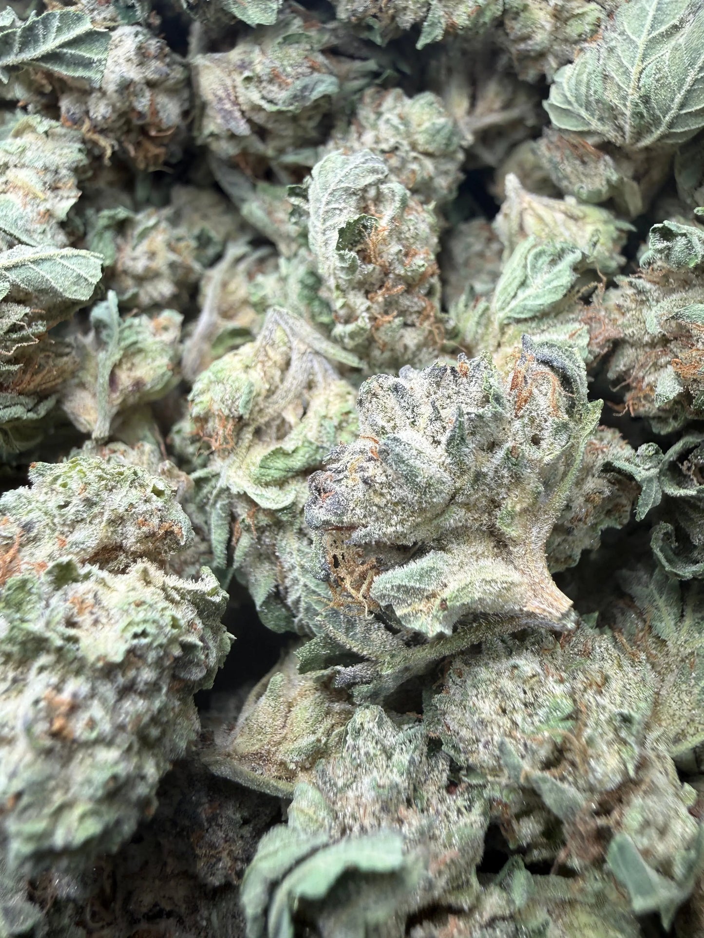 1 Pound - Triangle Mints #23 THCA Strain (Small) Frisco Labs