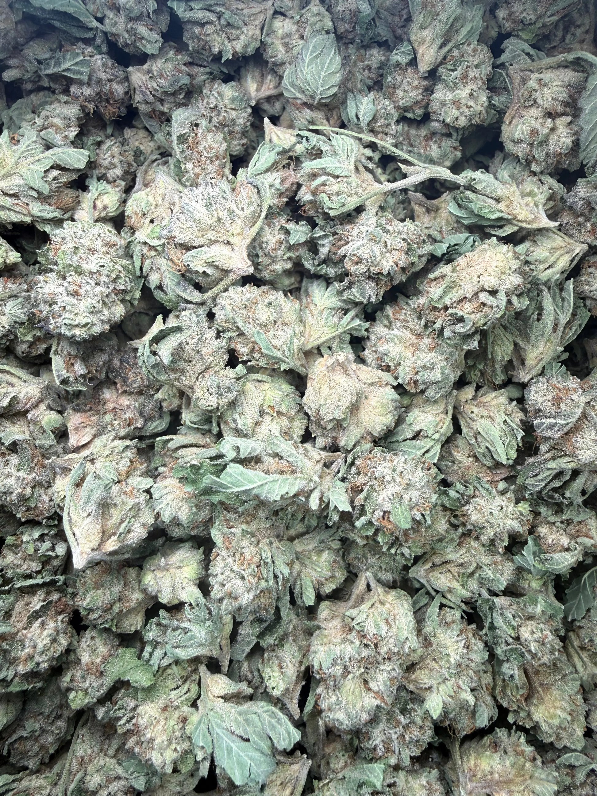 1 Pound - Triangle Mints #23 THCA Strain (Small) Frisco Labs