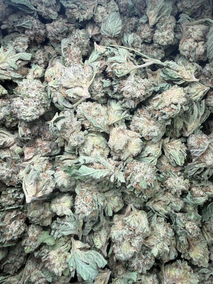 1 Pound - Triangle Mints #23 THCA Strain (Small) Frisco Labs