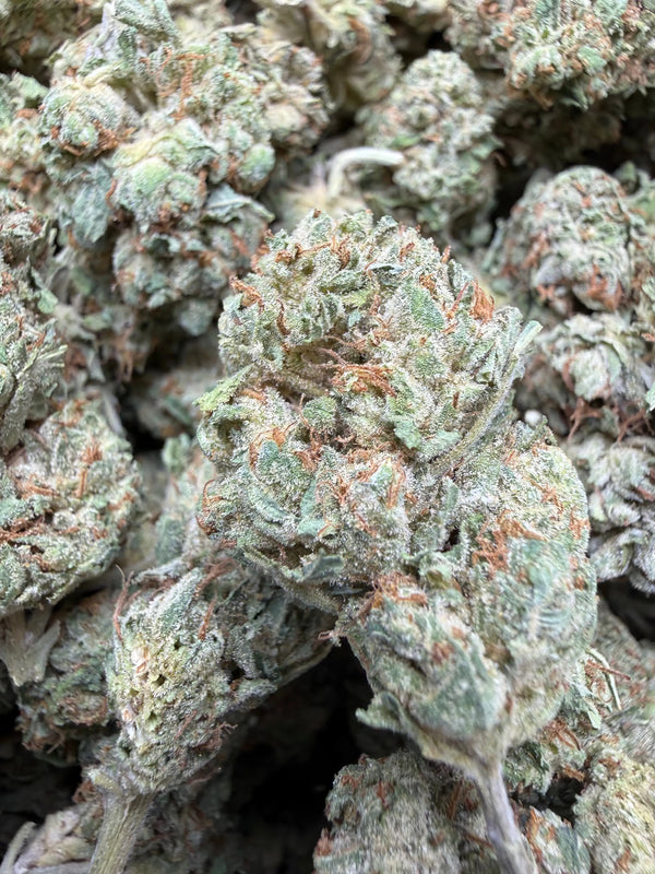 1 Pound - Venom OG THCA Flower