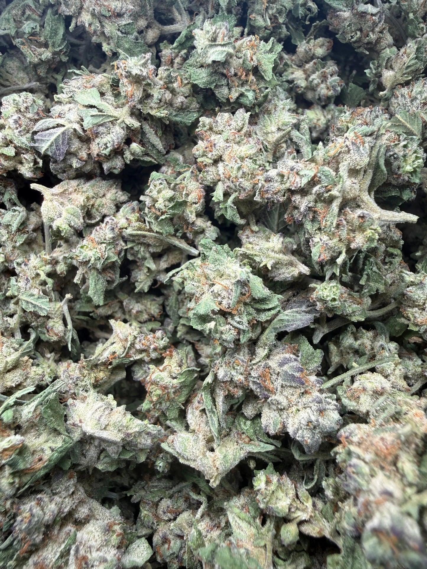 1 Pound - White Widow THCA Strain (Small) Frisco Labs