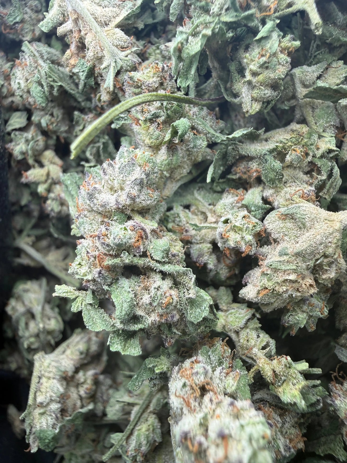 1 Pound - White Widow THCA Strain (Small) Frisco Labs