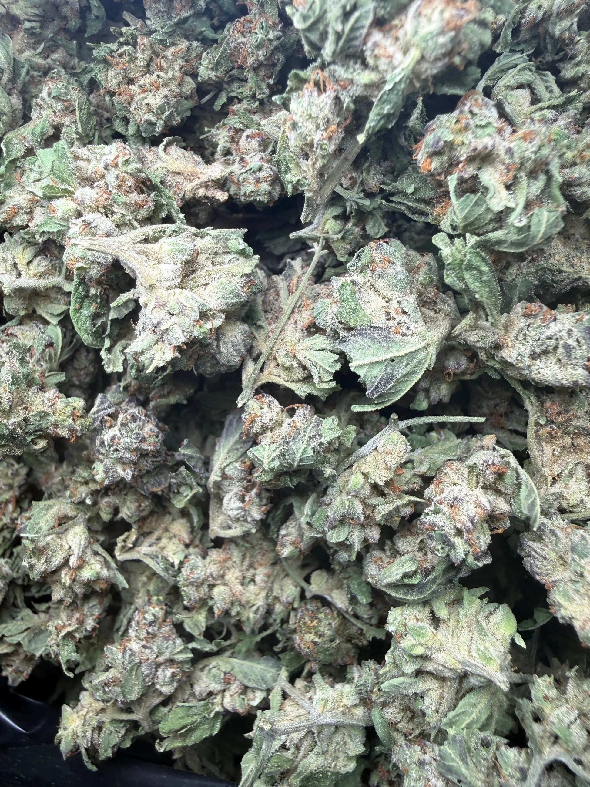 1 Pound - White Widow THCA Strain (Small) Frisco Labs