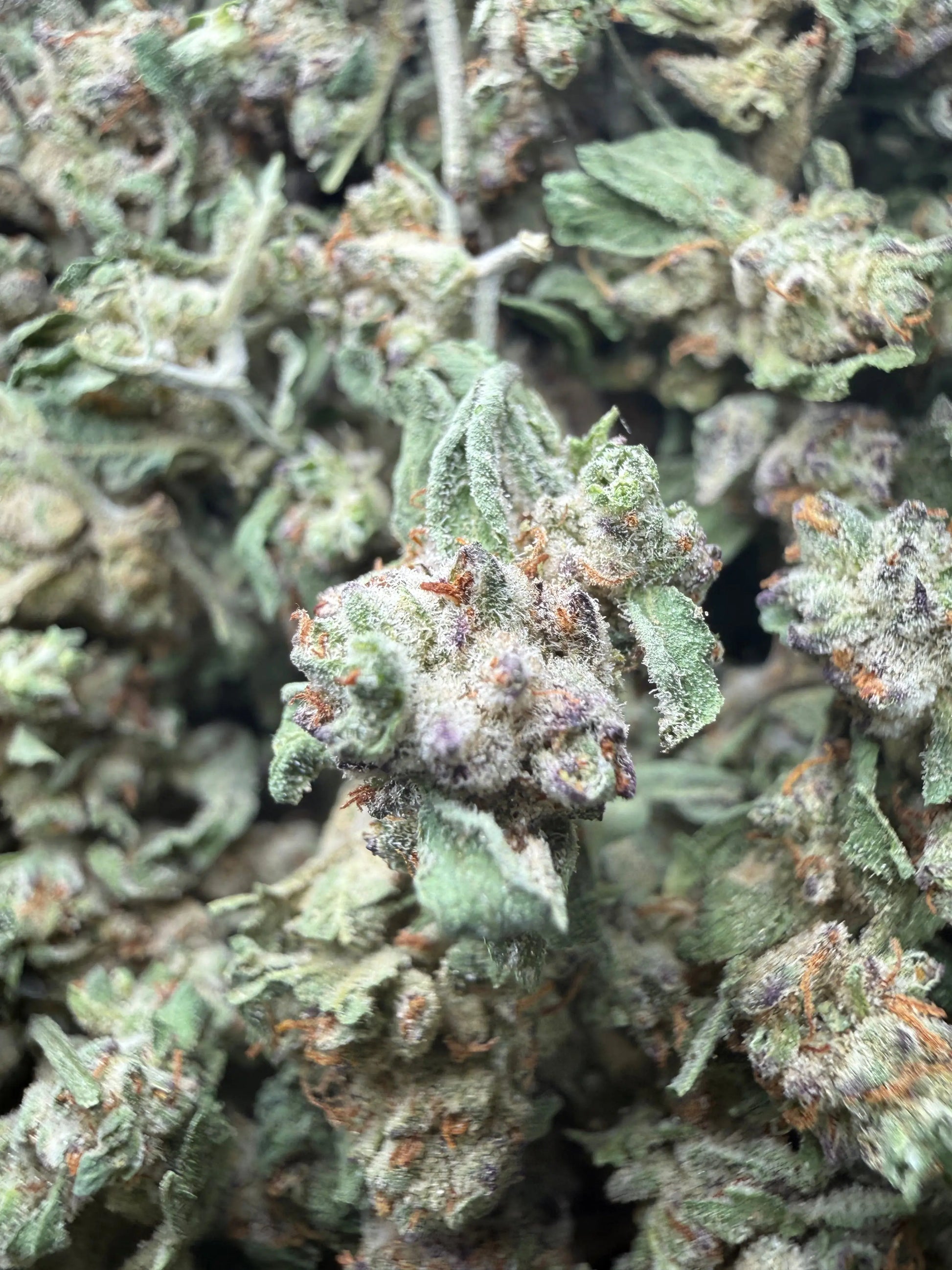 1 Pound - White Widow THCA Strain (Small) Frisco Labs