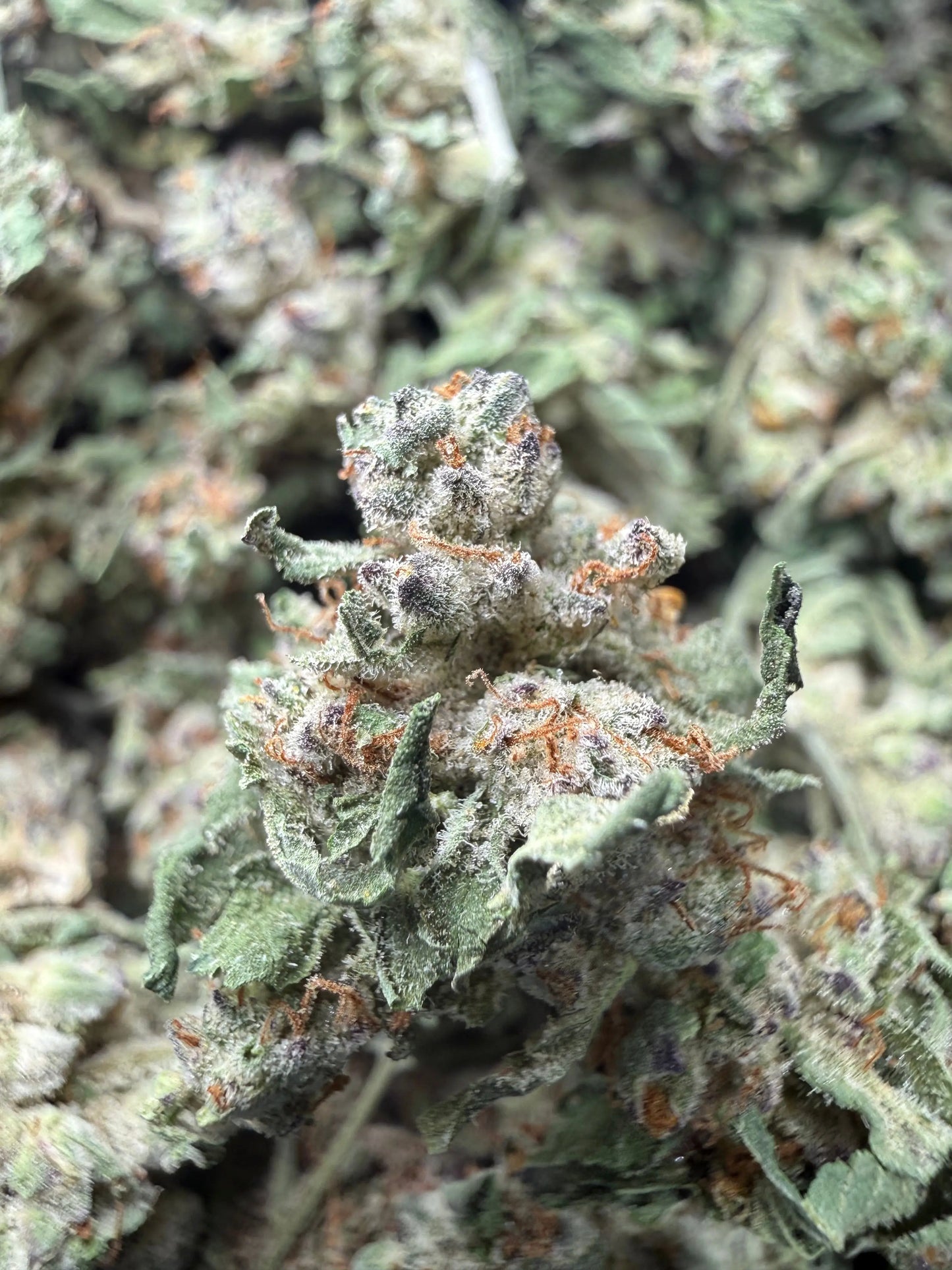 1 Pound - White Widow THCA Strain (Small) Frisco Labs