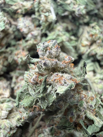 1 Pound - White Widow THCA Strain (Small) Frisco Labs