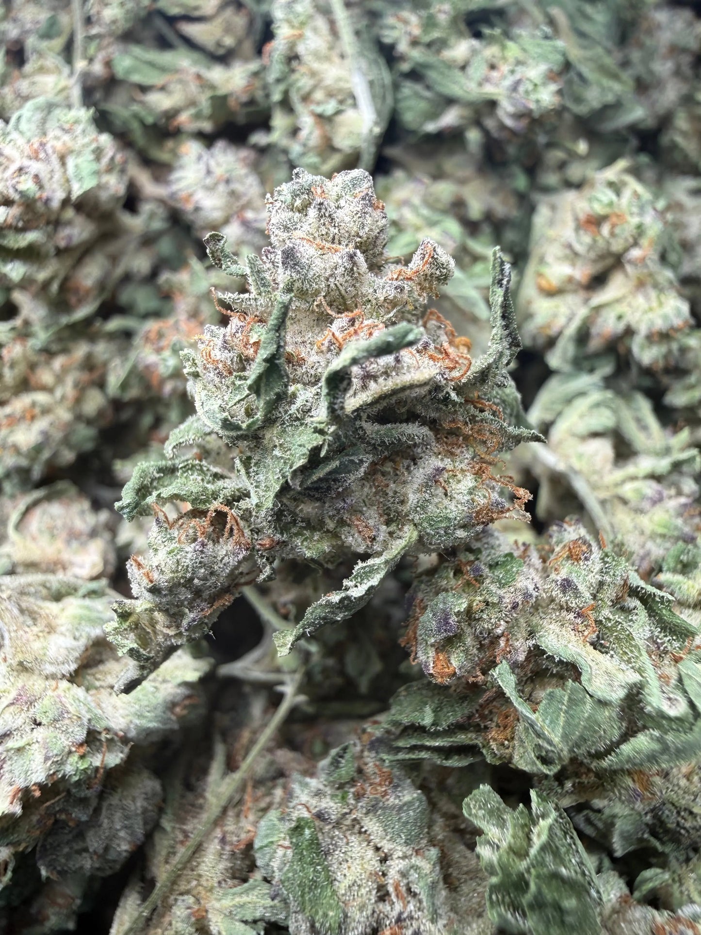 1 Pound - White Widow THCA Strain (Small) Frisco Labs