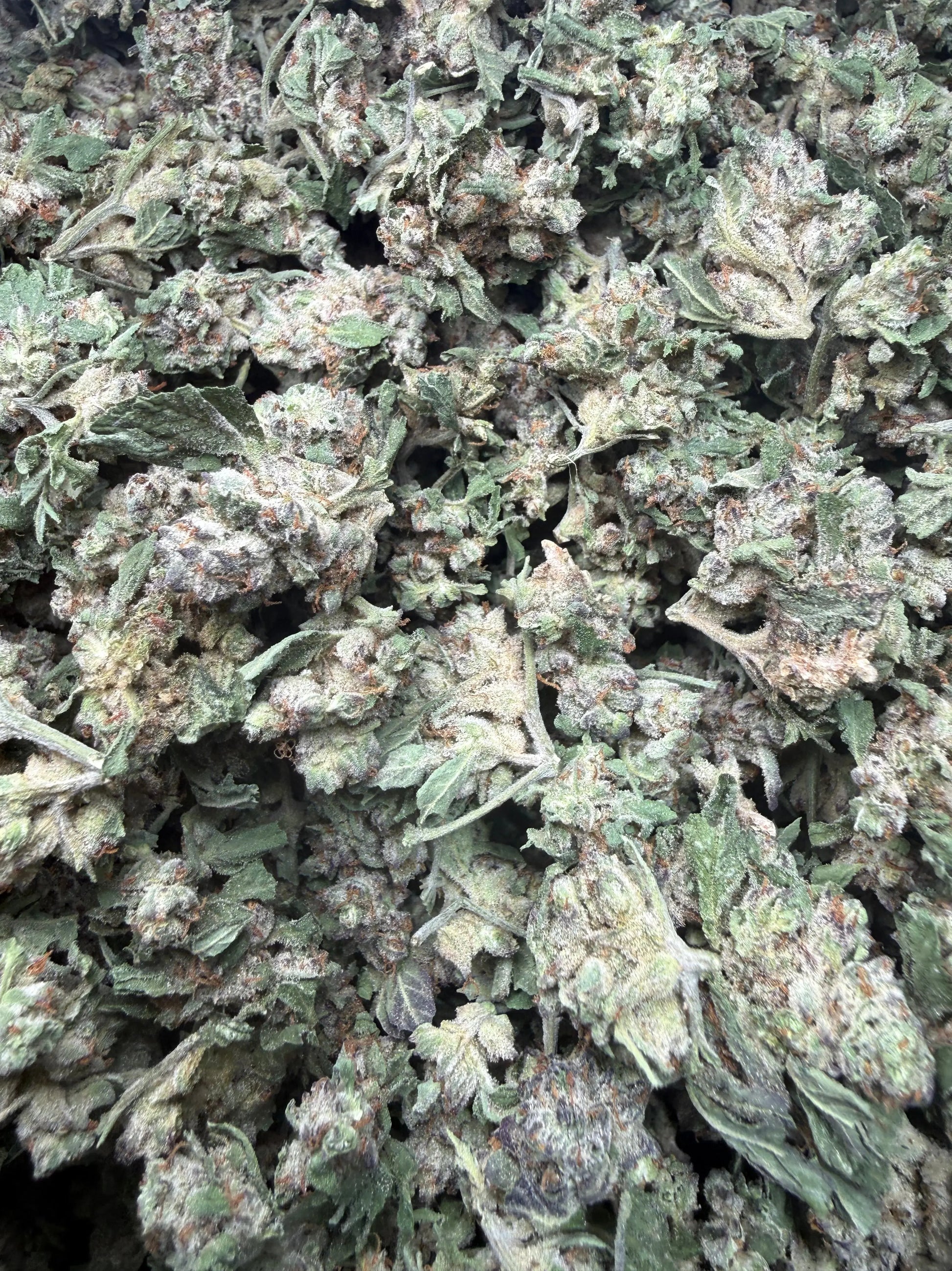 1 Pound - White Widow THCA Strain (Small) Frisco Labs