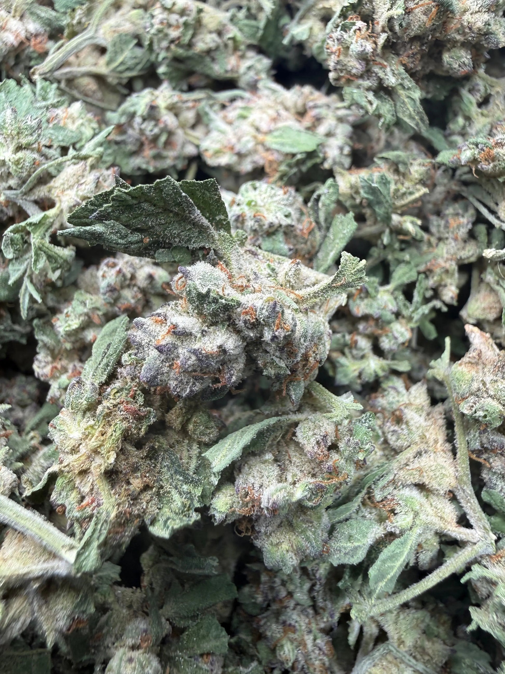 1 Pound - White Widow THCA Strain (Small) Frisco Labs