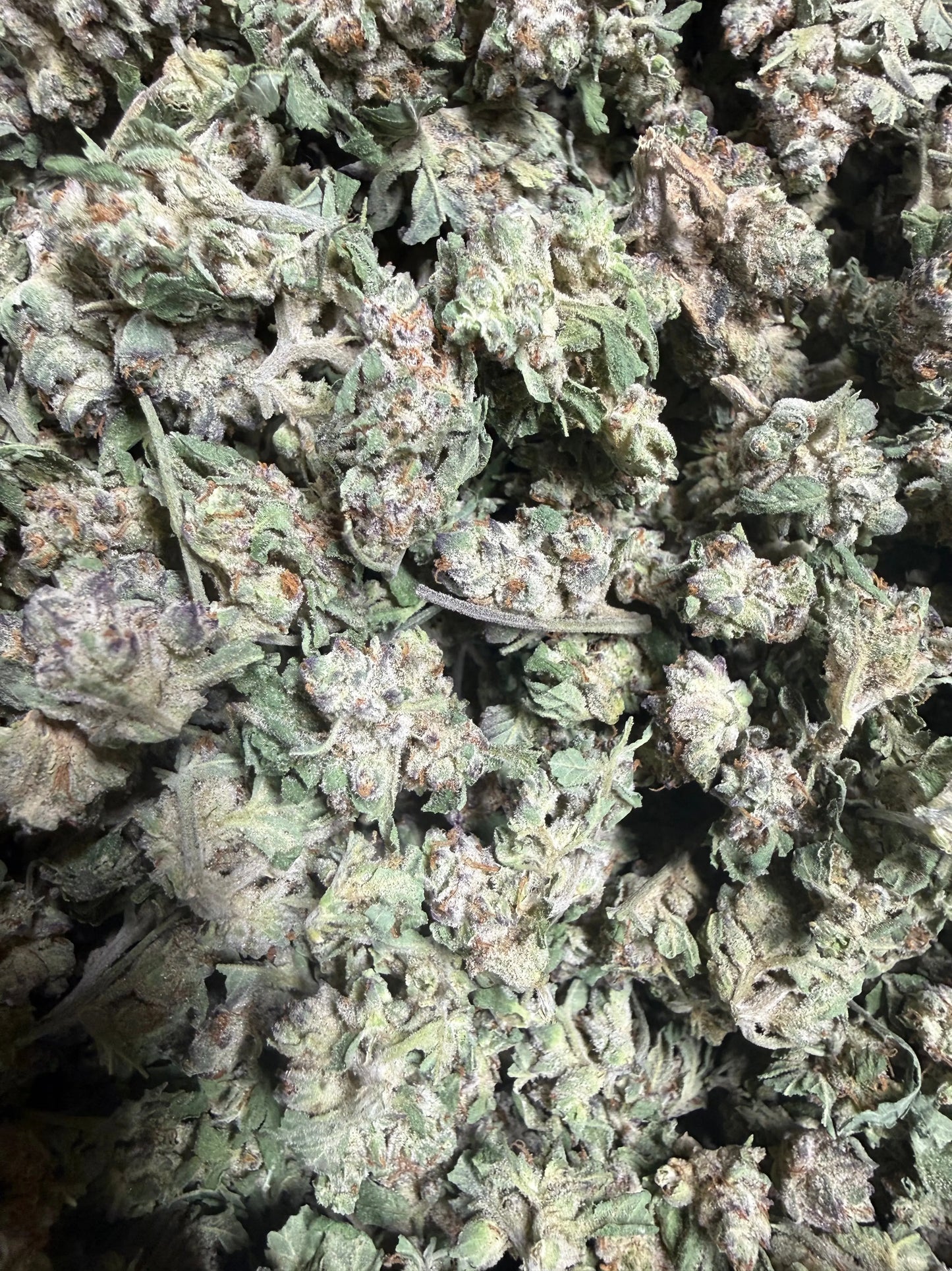 1 Pound - White Widow THCA Strain (Small) Frisco Labs