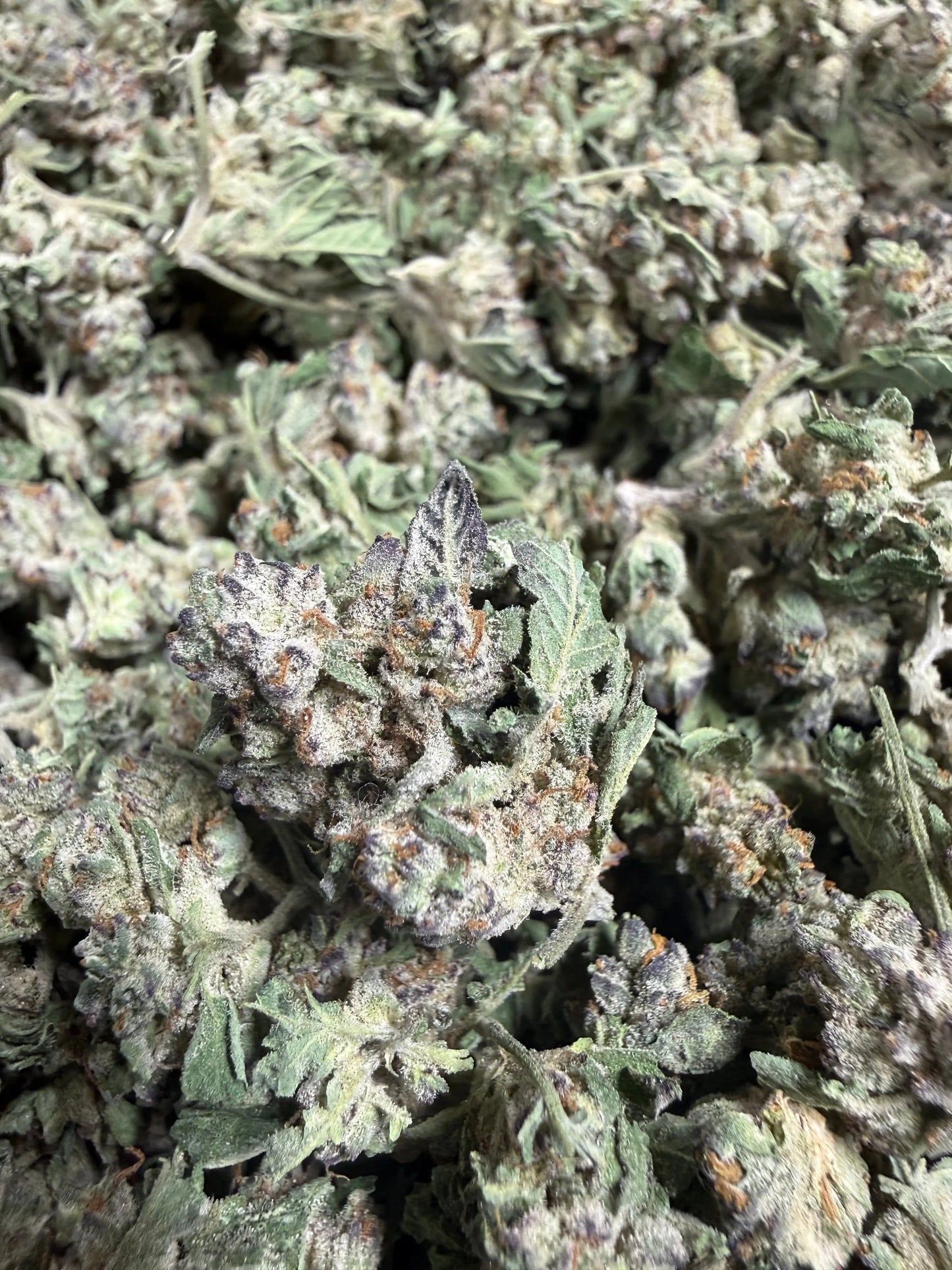 1 Pound - White Widow THCA Strain (Small) Frisco Labs