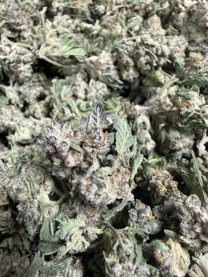 1 Pound - White Widow THCA Strain (Small) Frisco Labs