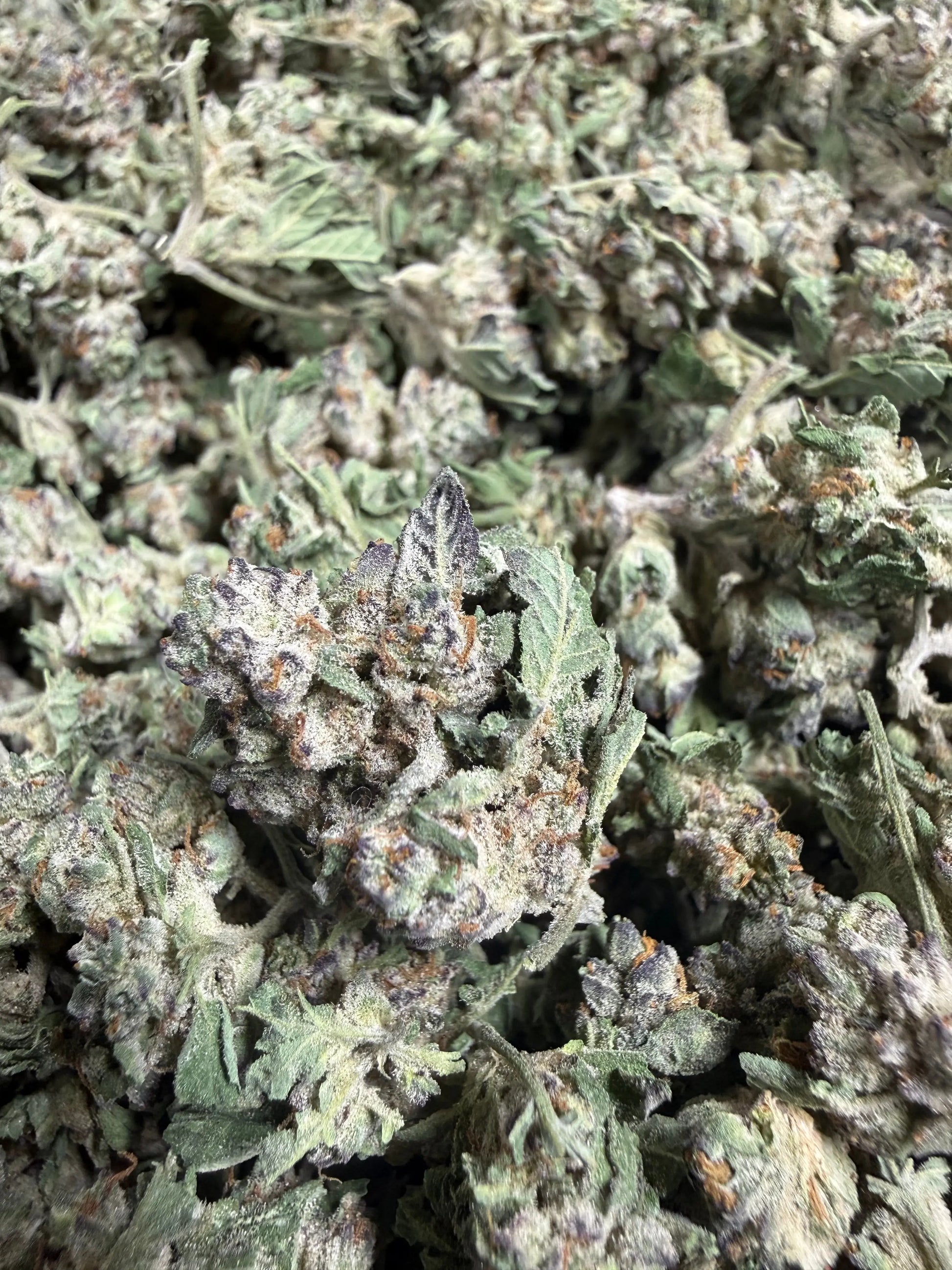 1 Pound - White Widow THCA Strain (Small) Frisco Labs