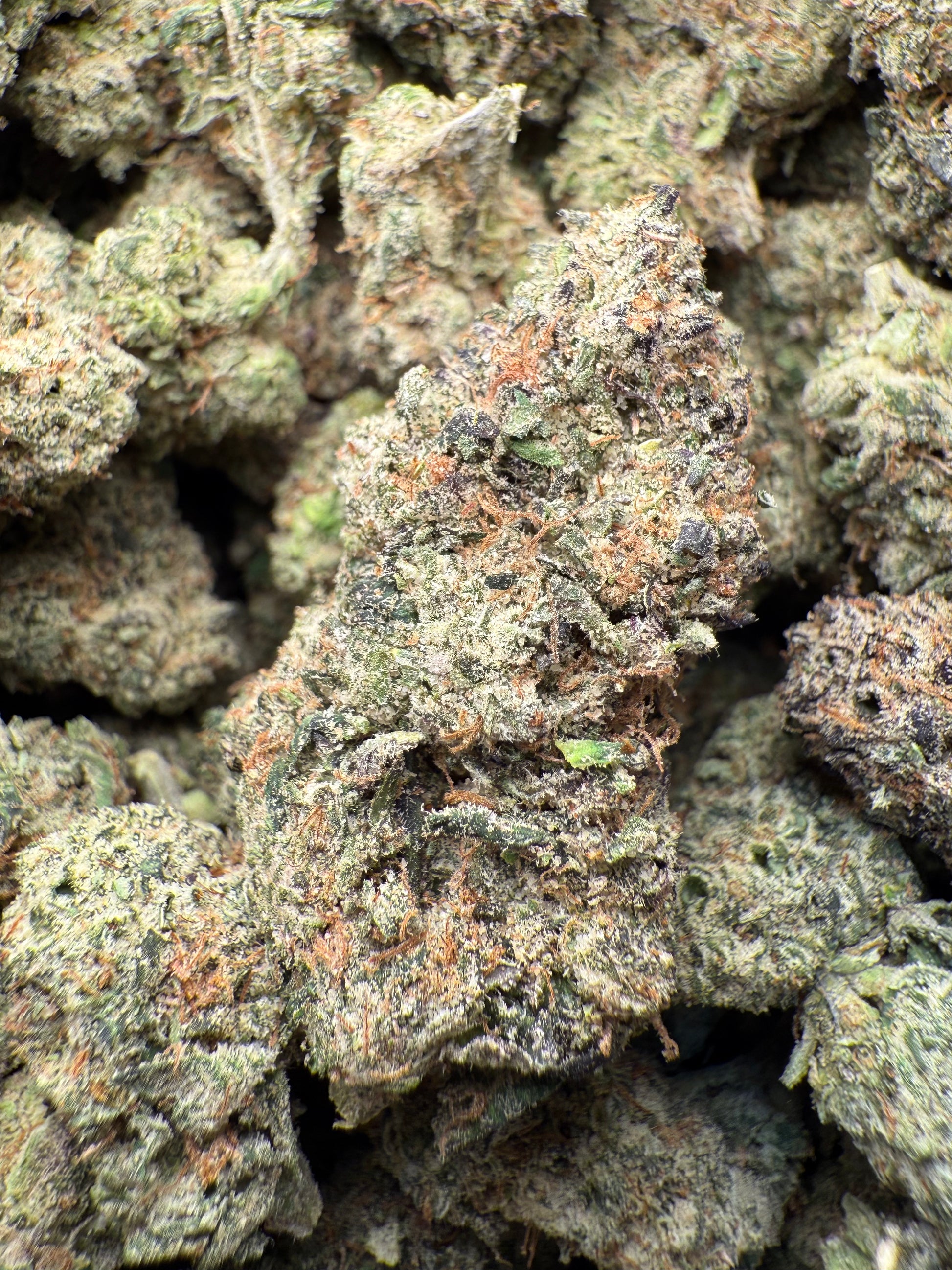 1 Pound – AAA Gelato Bird #33 | Exotic Indoor THCA Flower | 28%+ THCA FL Fulfillment Center