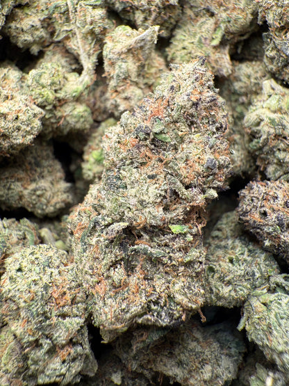 1 Pound – AAA Gelato Bird #33 | Exotic Indoor THCA Flower | 28%+ THCA FL Fulfillment Center