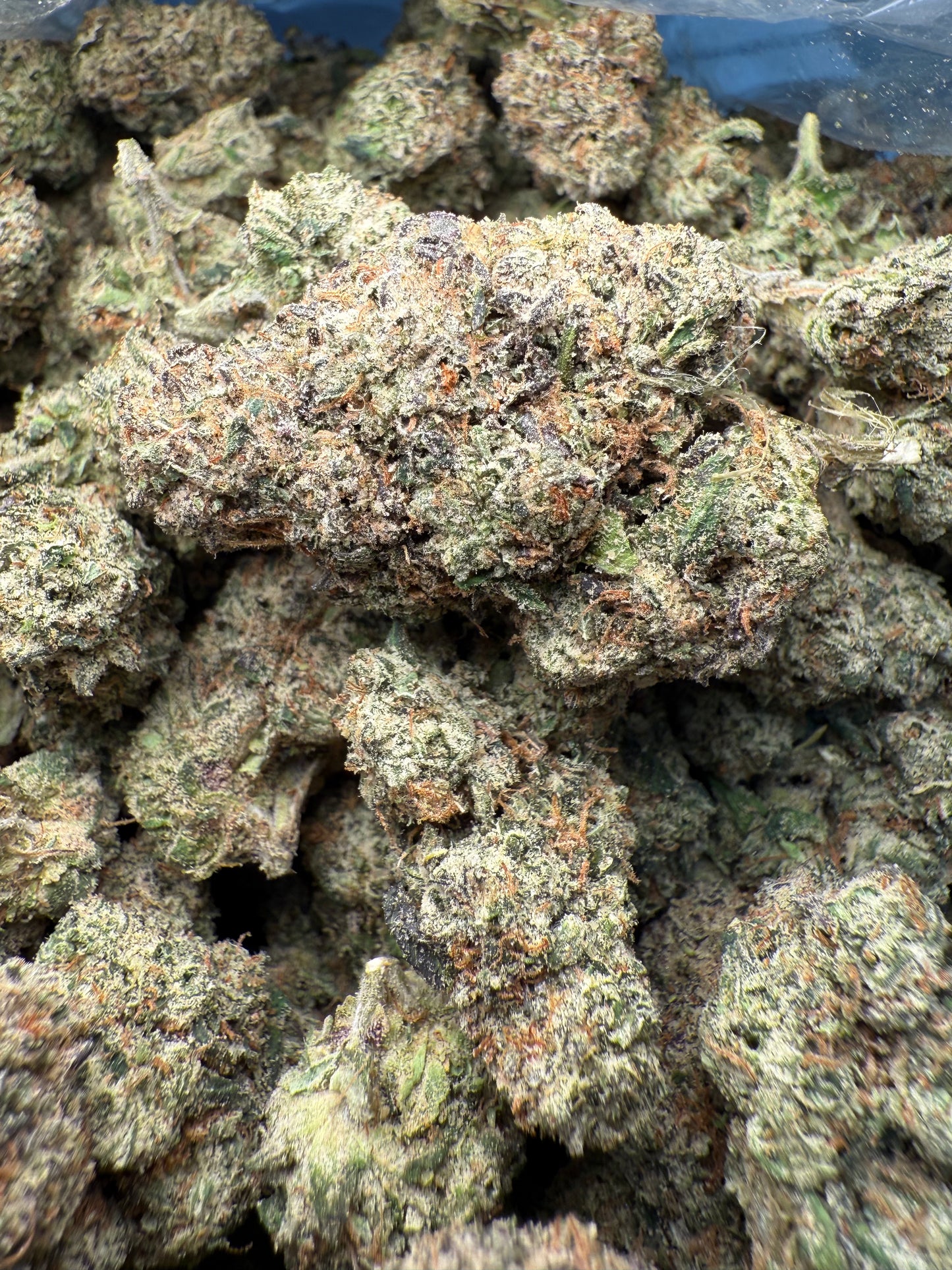 1 Pound – AAA Gelato Bird #33 | Exotic Indoor THCA Flower | 28%+ THCA FL Fulfillment Center