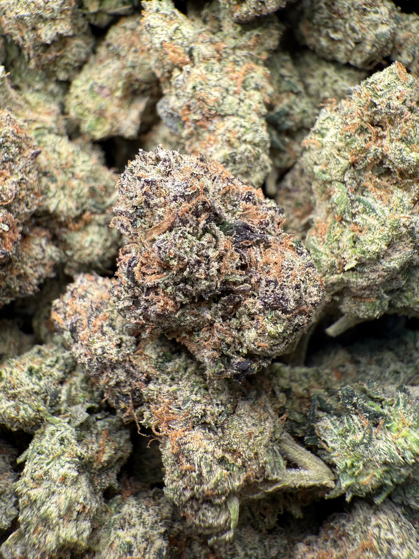 1 Pound – AAA Gelato Bird #33 | Exotic Indoor THCA Flower | 28%+ THCA FL Fulfillment Center