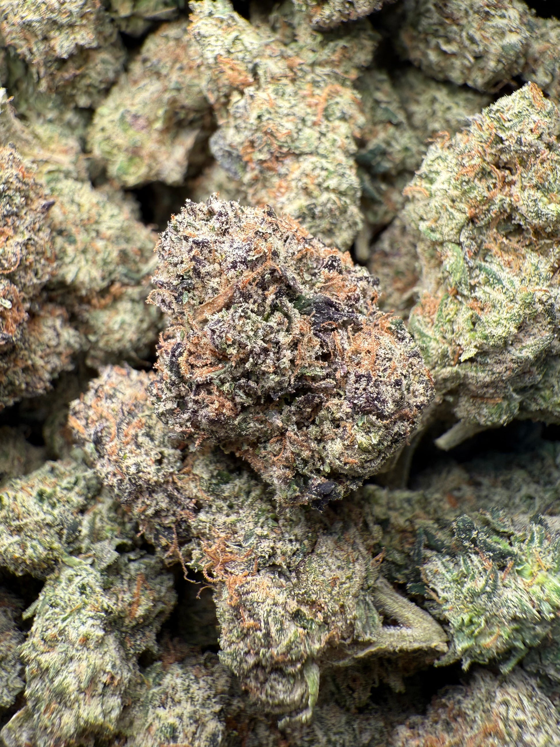 1 Pound – AAA Gelato Bird #33 | Exotic Indoor THCA Flower | 28%+ THCA FL Fulfillment Center