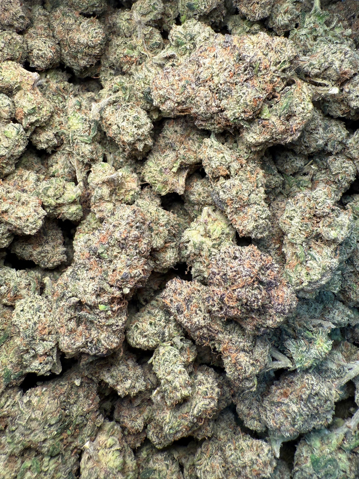 1 Pound – AAA Gelato Bird #33 | Exotic Indoor THCA Flower | 28%+ THCA FL Fulfillment Center