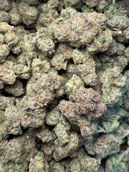 1 Pound – AAA Gelato Bird #33 | Exotic Indoor THCA Flower | 28%+ THCA FL Fulfillment Center