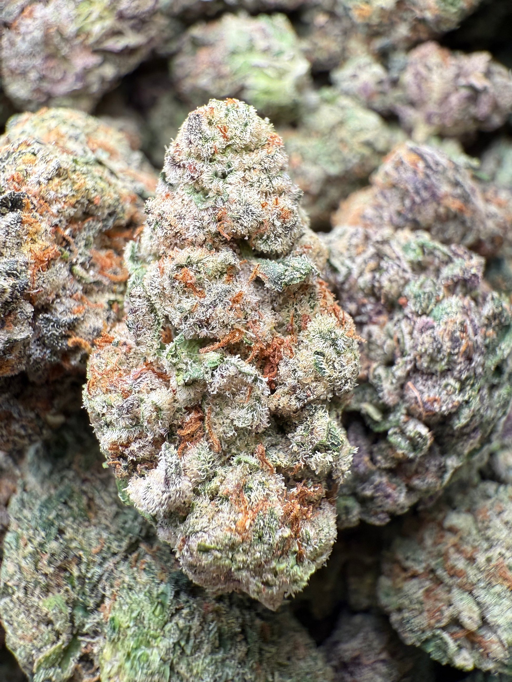 1 Pound – AAA Smakers Runtz | Indoor Exotic THCA Flower | 27%+ THCA | Candy Gas FL Fulfillment Center