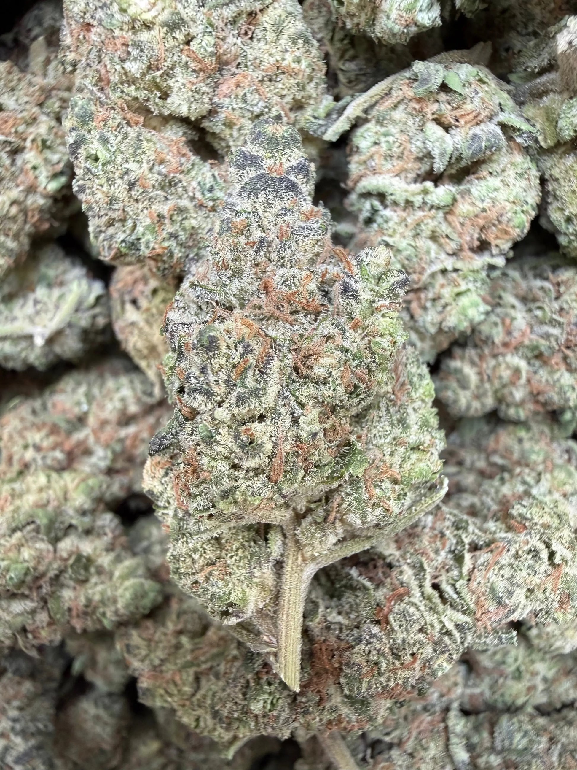 1 Pound – Smackers | Indoor Exotic THCA Flower | Candy Gas THCA FL Fulfillment Center