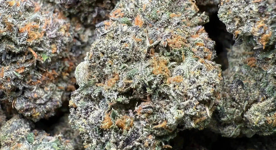 Lab-tested THCA hemp flower from Frisco Labs